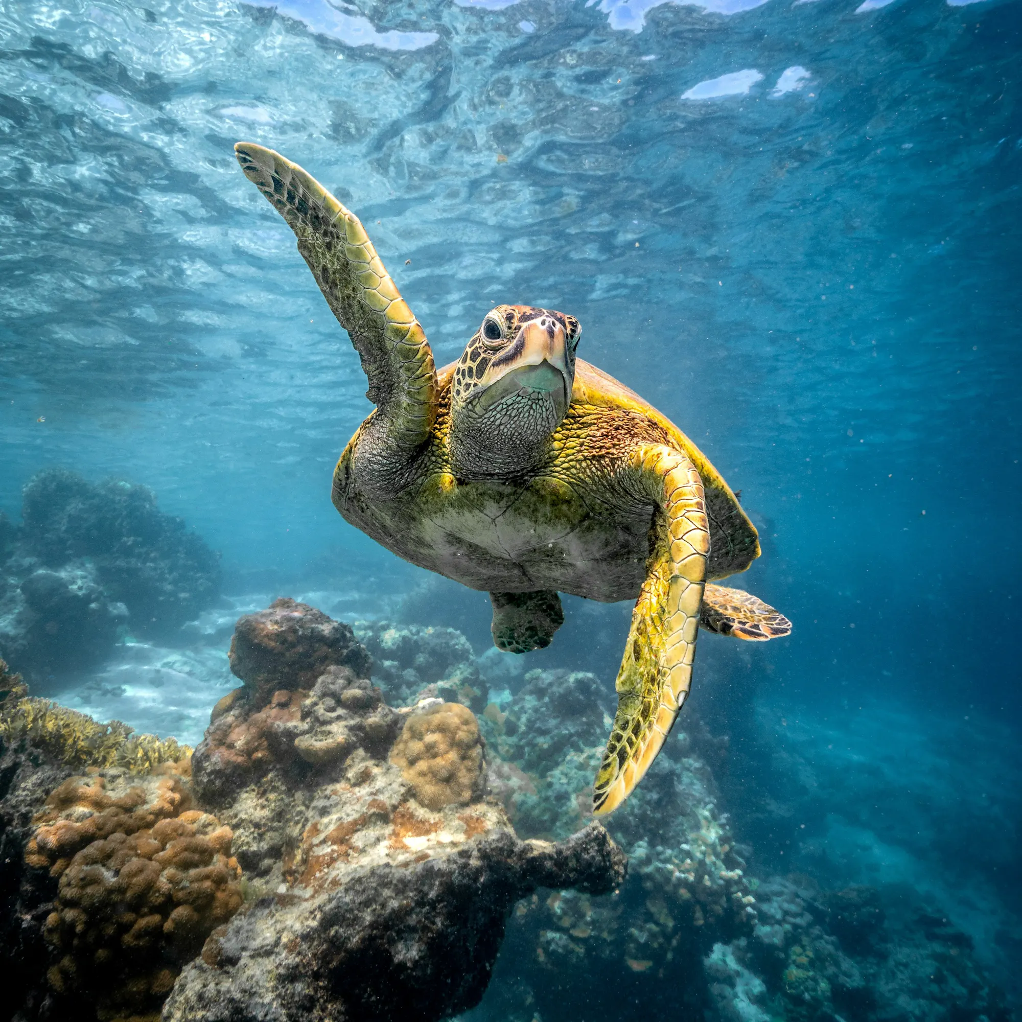 A green sea turtle swims through clear blue water above coral reef off the coast of Zanzibar.