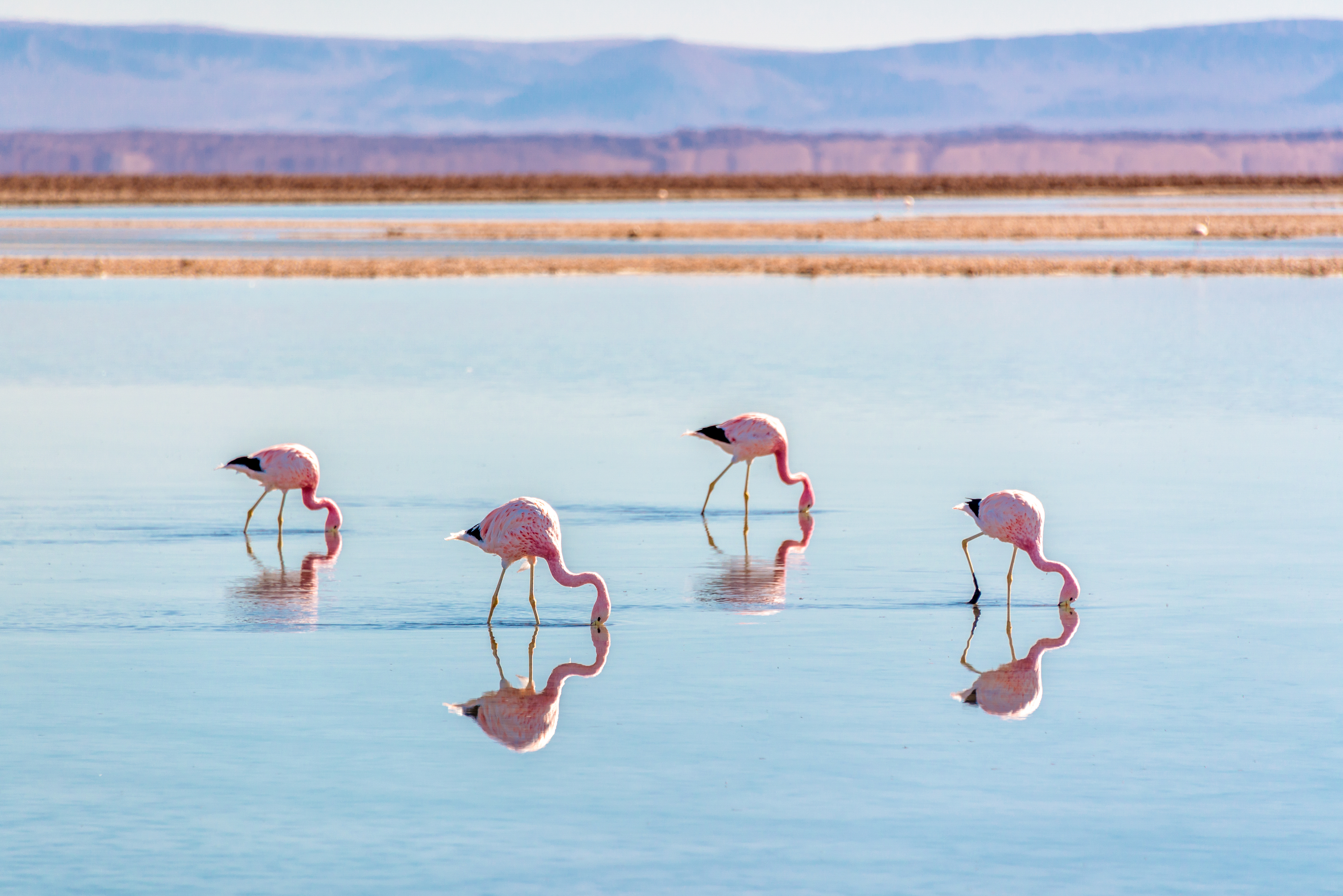 Andean flamingos feed in the shallow pink salt flats of Laguna Chaxa in Chile's Atacama Desert.