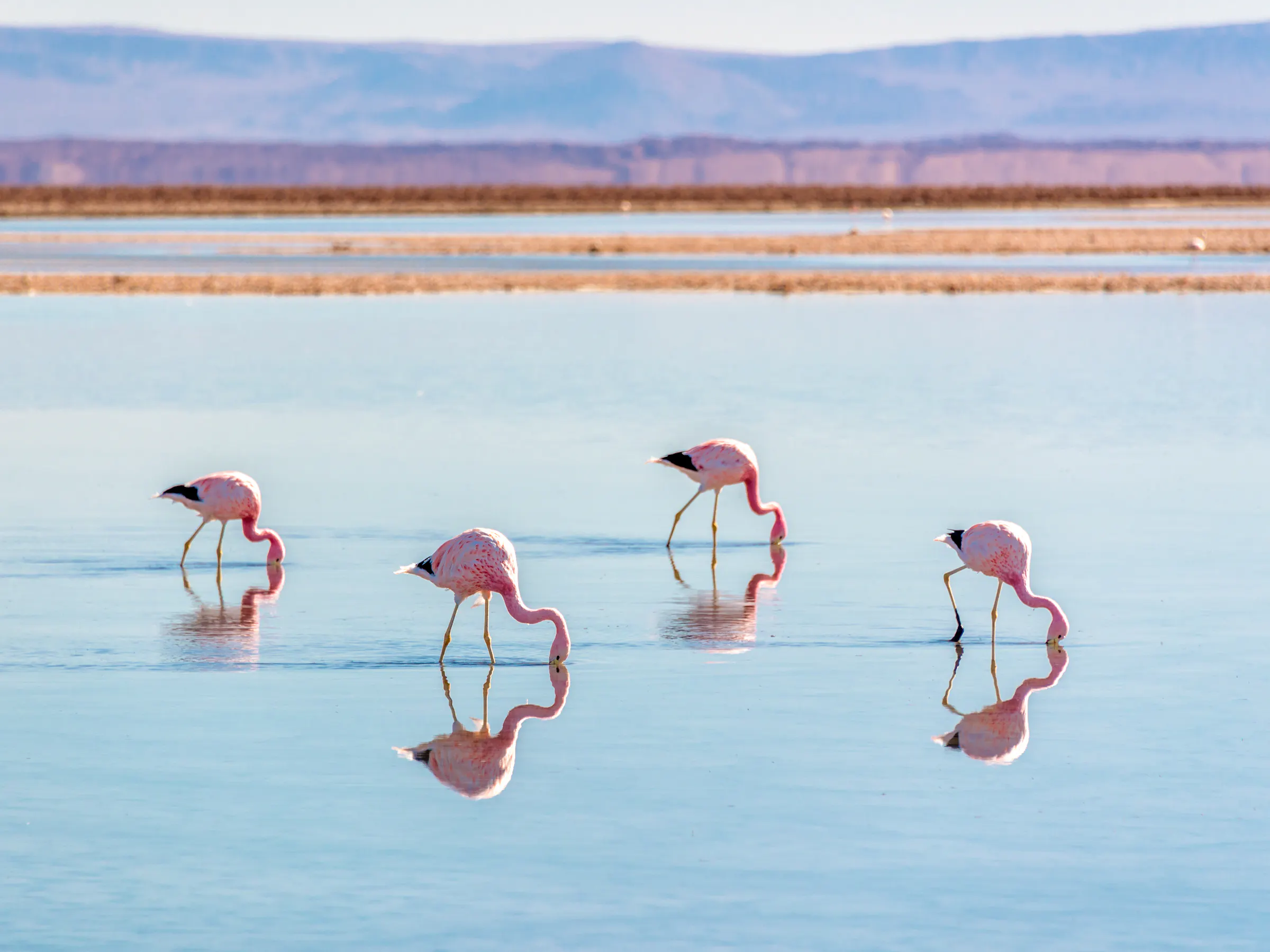 Andean flamingos feed in the shallow pink salt flats of Laguna Chaxa in Chile's Atacama Desert.