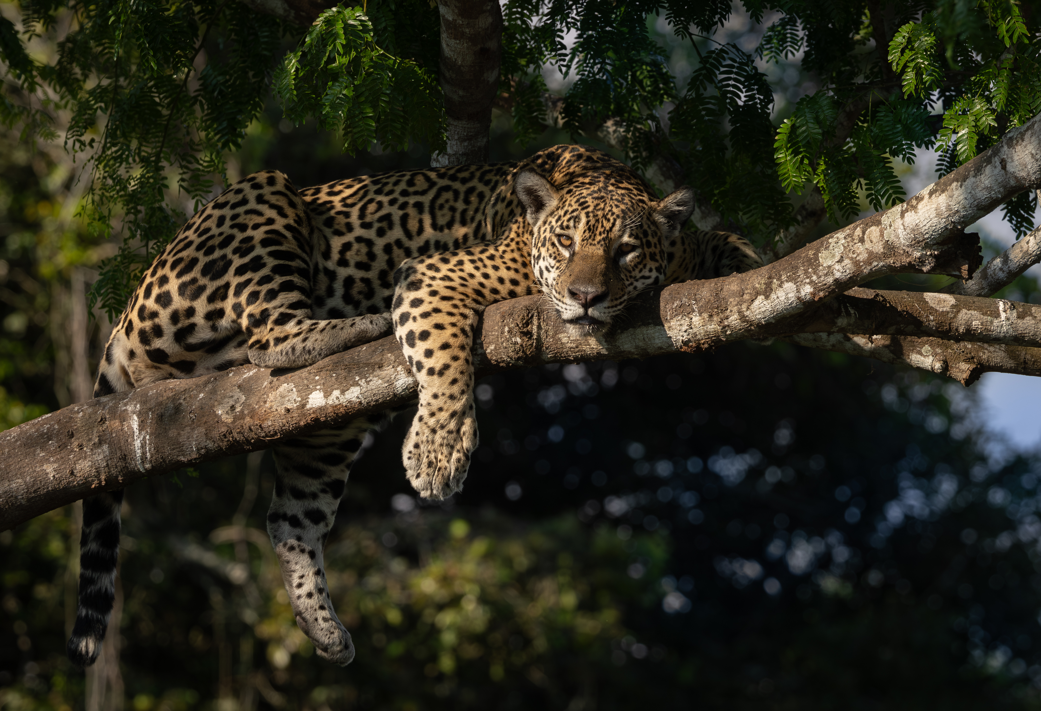 A jaguar crouches at the river's edge in the Pantanal, its spotted coat visible against green reeds.