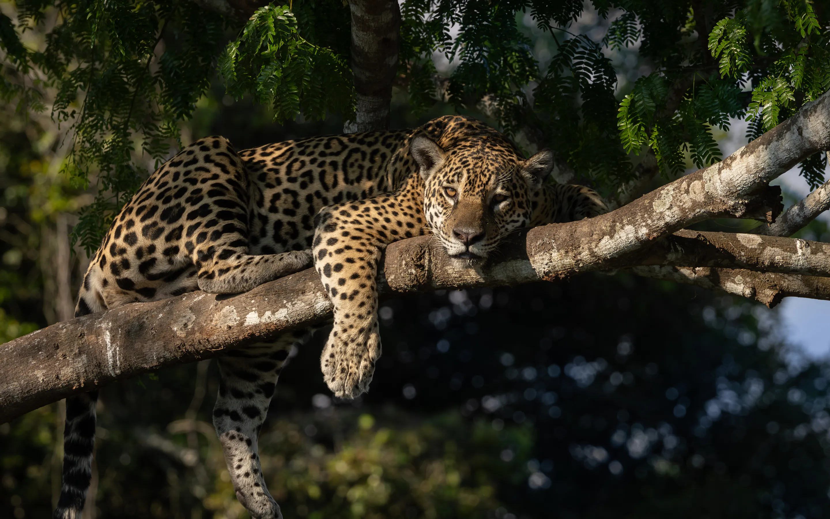 A jaguar crouches at the river's edge in the Pantanal, its spotted coat visible against green reeds.