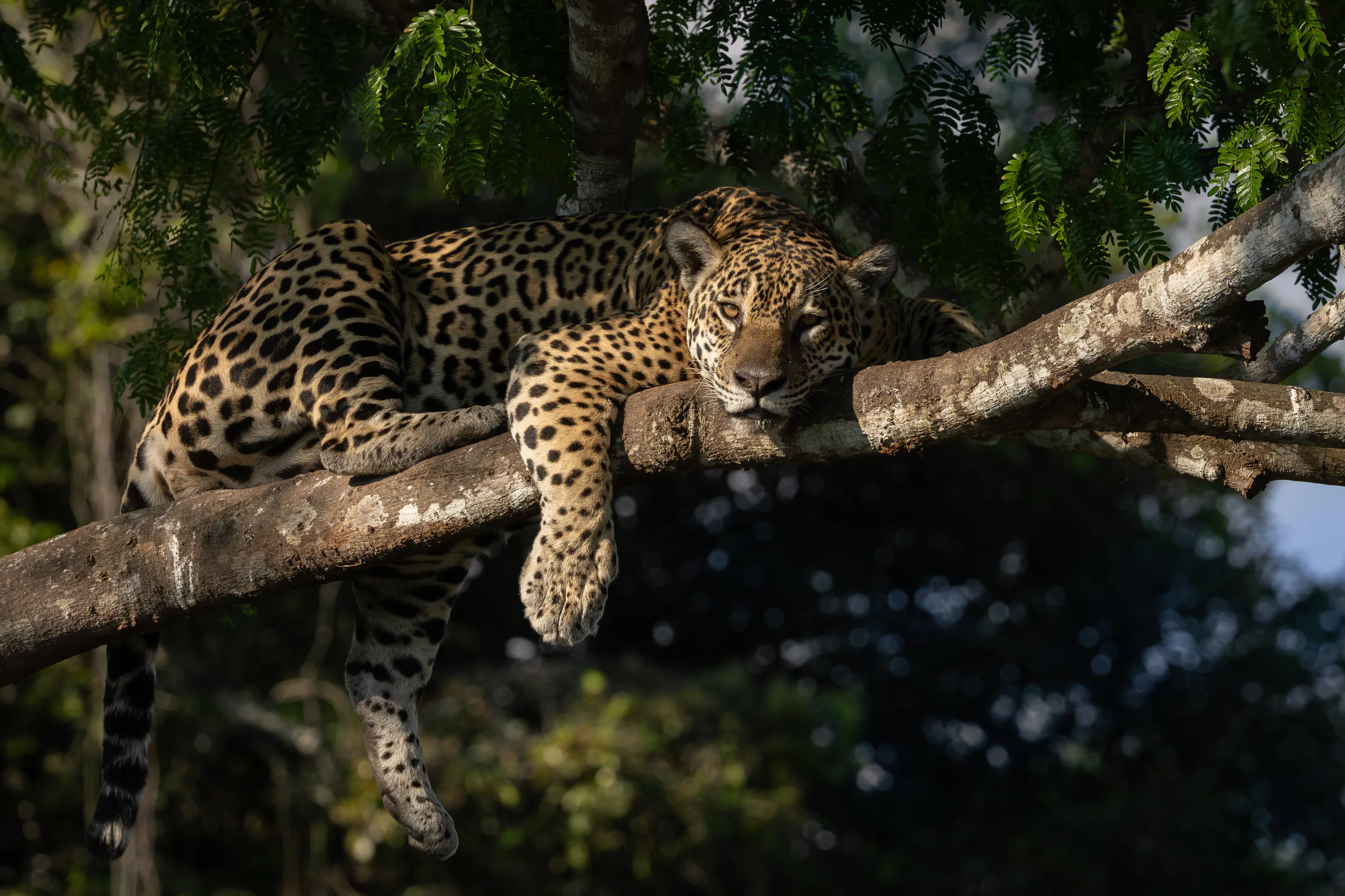 A jaguar crouches at the river's edge in the Pantanal, its spotted coat visible against green reeds.