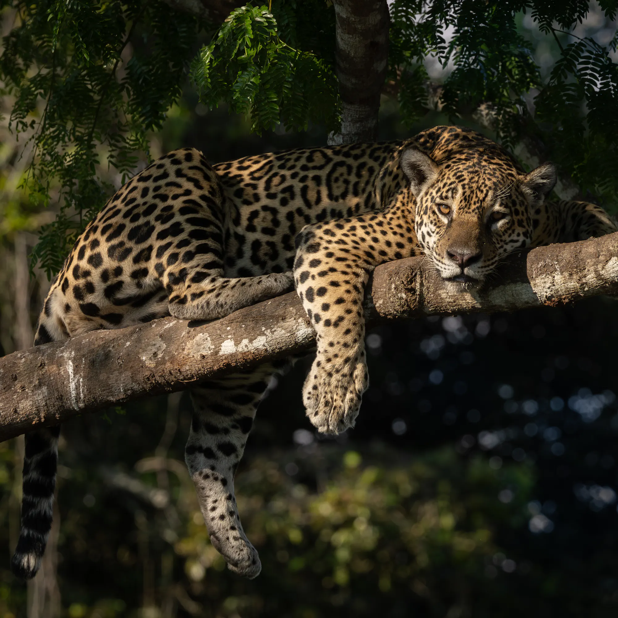A jaguar crouches at the river's edge in the Pantanal, its spotted coat visible against green reeds.