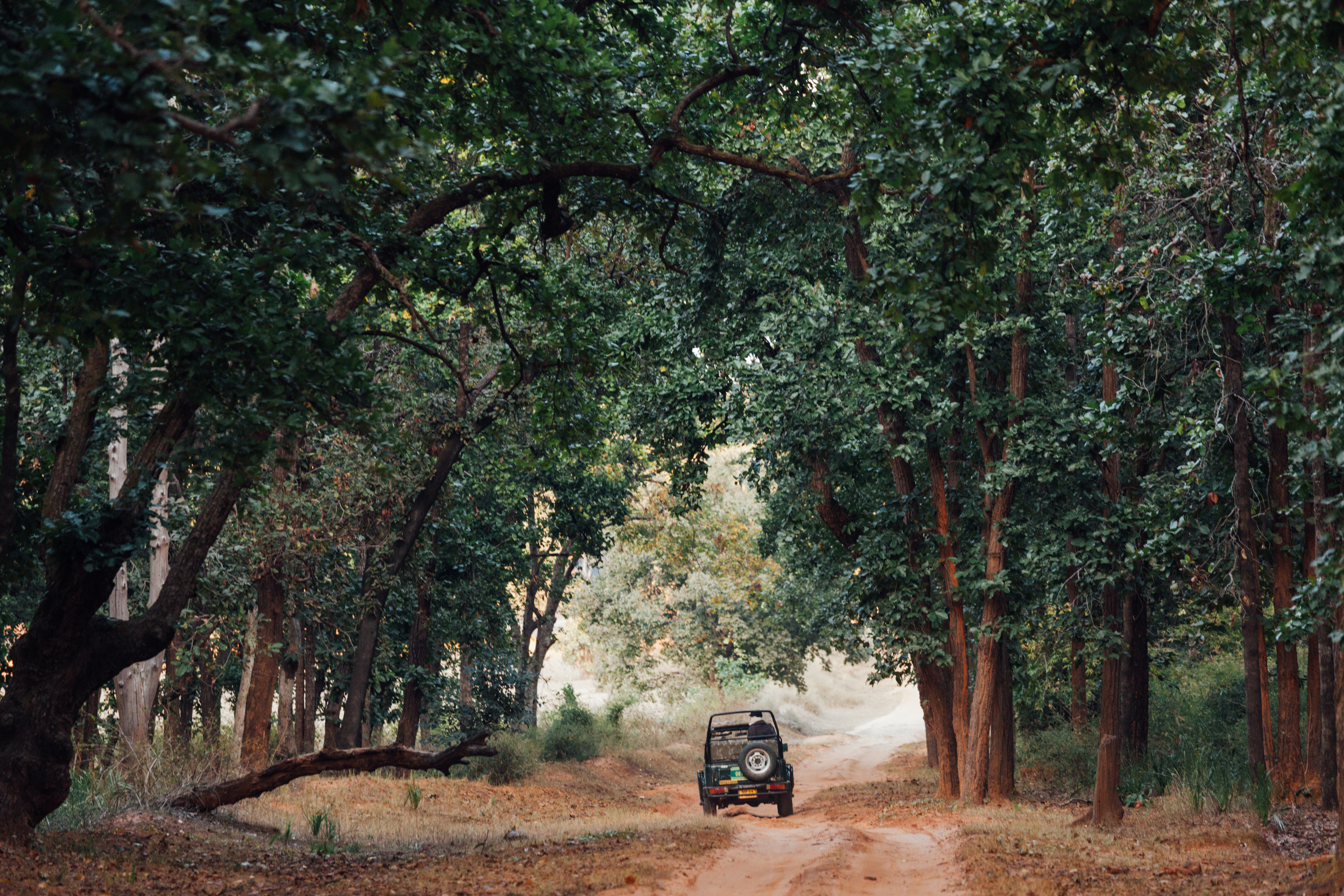 A safari vehicle moves along a forest track in the dense green jungle of Bandhavgarh, India.