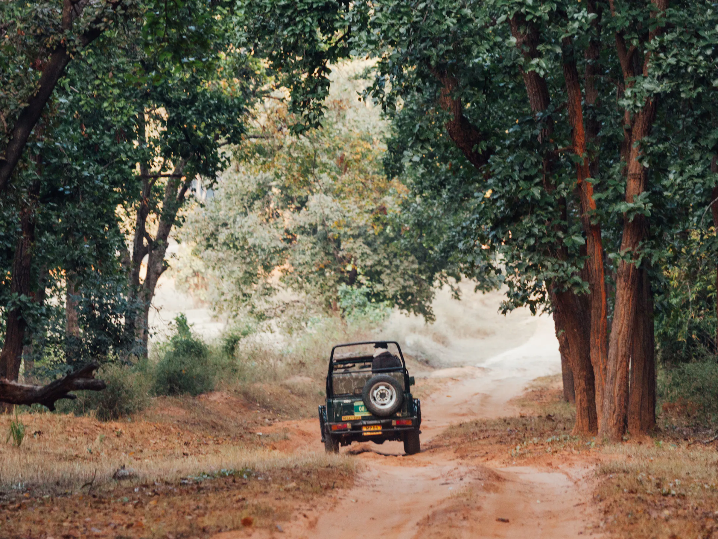 A safari vehicle moves along a forest track in the dense green jungle of Bandhavgarh, India.