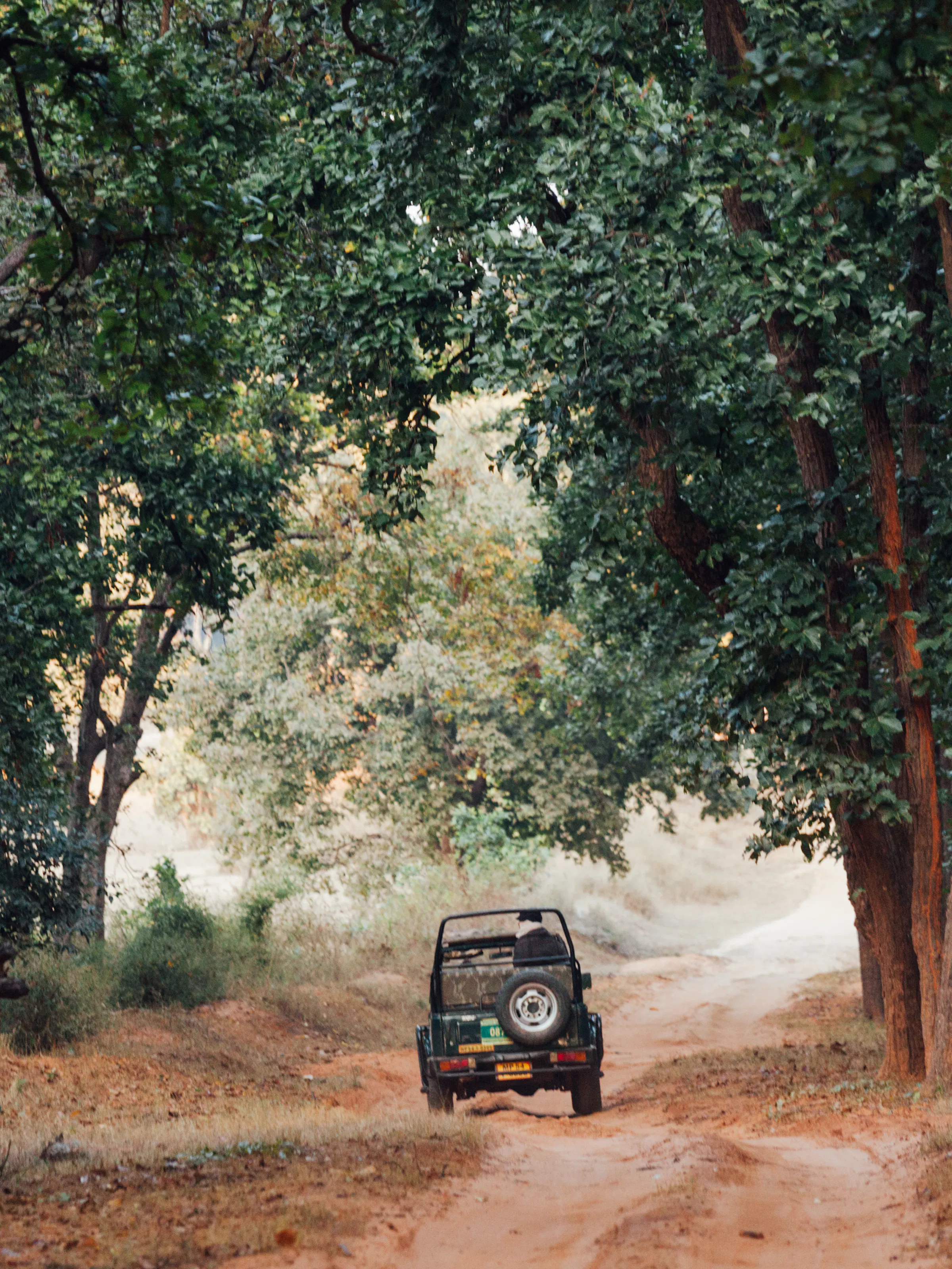 A safari vehicle moves along a forest track in the dense green jungle of Bandhavgarh, India.