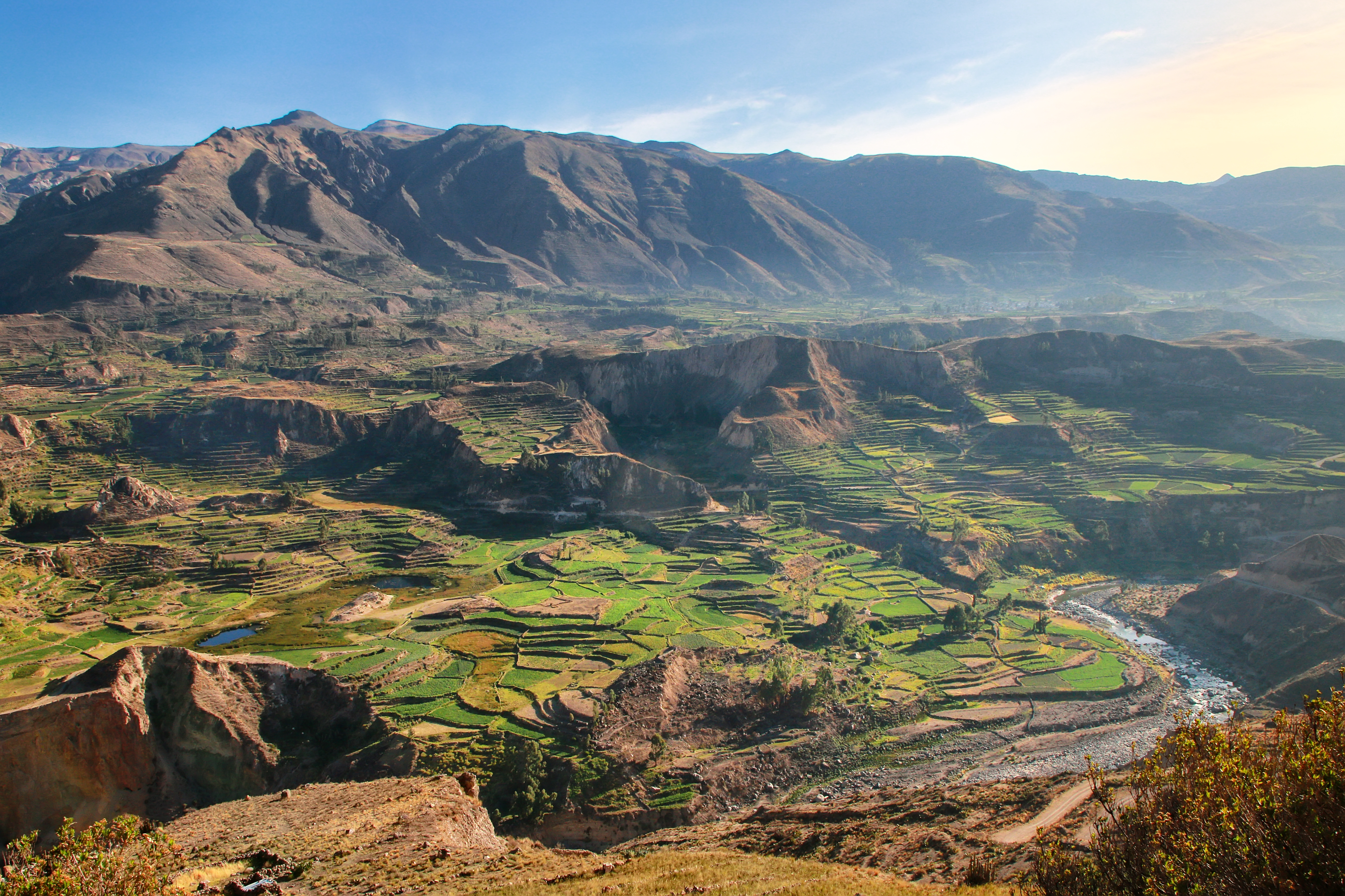 Sweeping stepped agricultural terraces descend through the arid walls of Colca Canyon, Peru.
