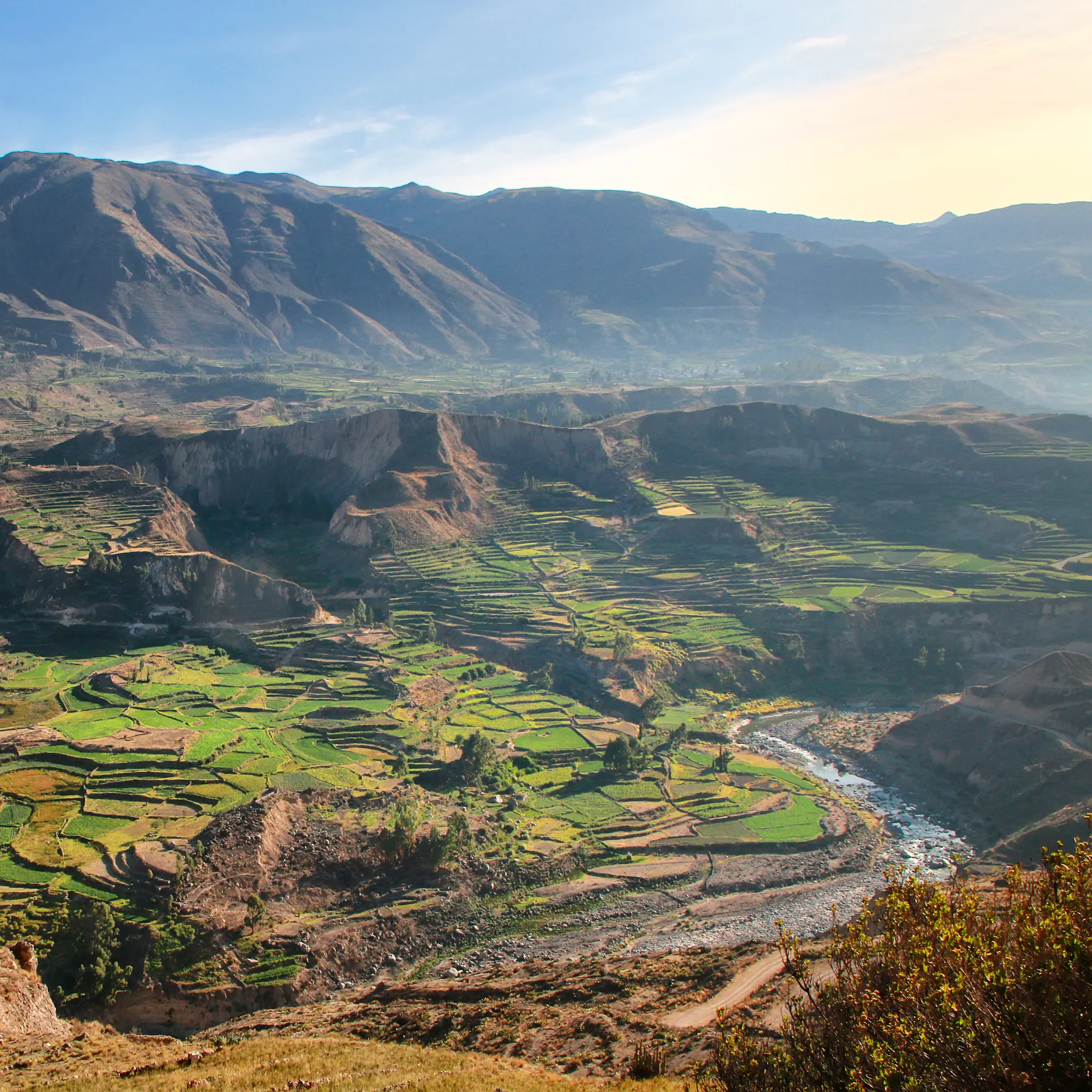 Sweeping stepped agricultural terraces descend through the arid walls of Colca Canyon, Peru.