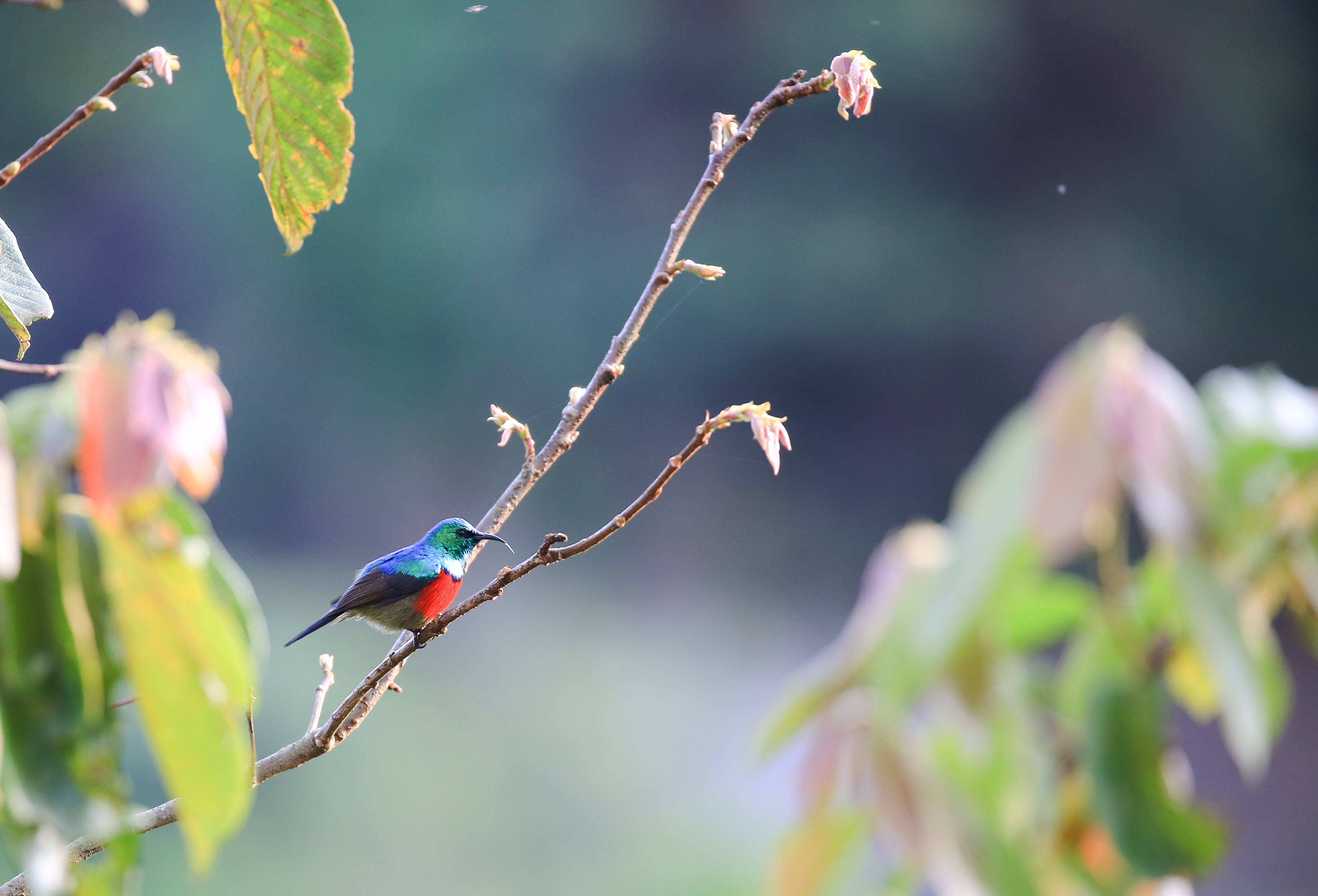 A male northern double-collared sunbird with vivid blue and red plumage perches on a branch.