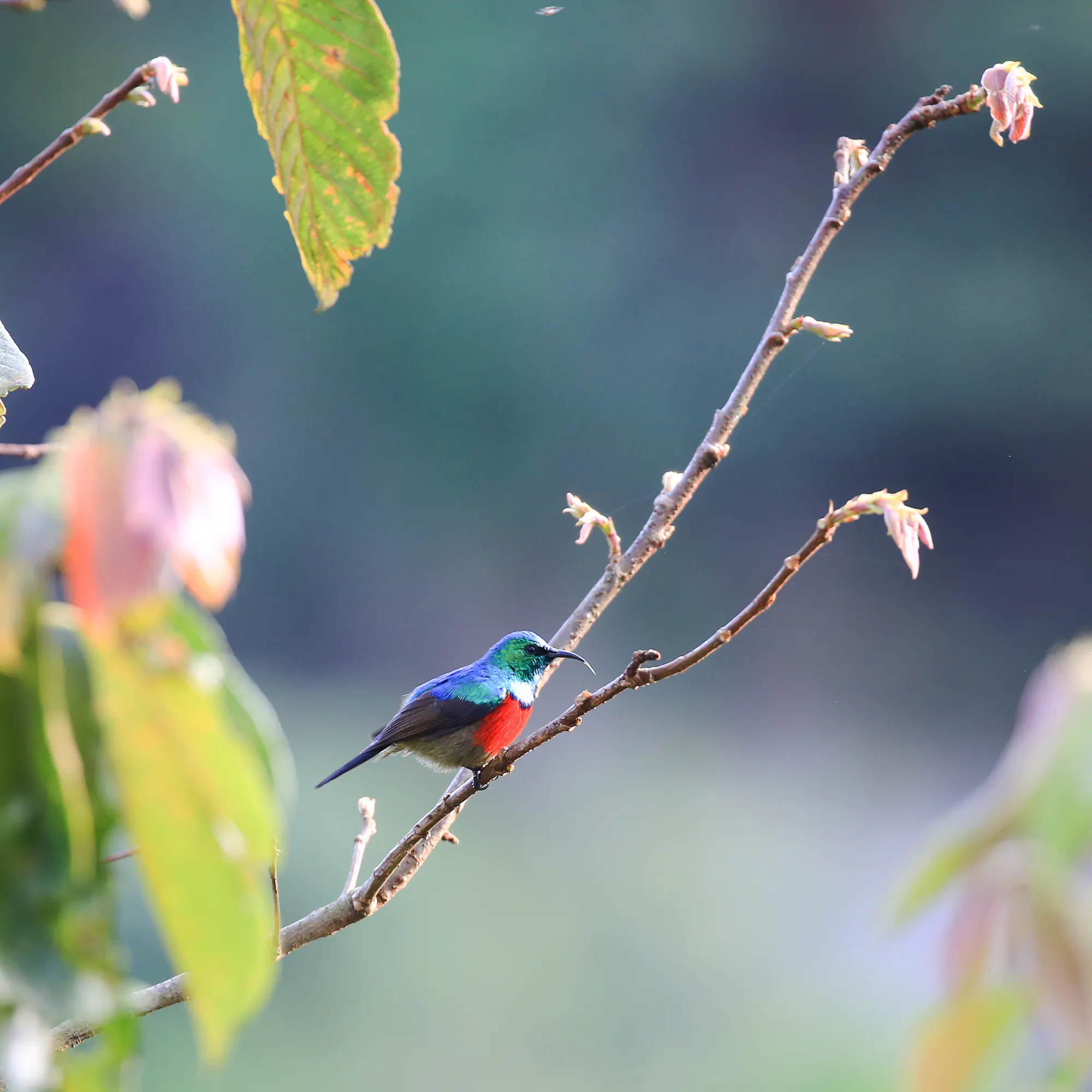 A male northern double-collared sunbird with vivid blue and red plumage perches on a branch.