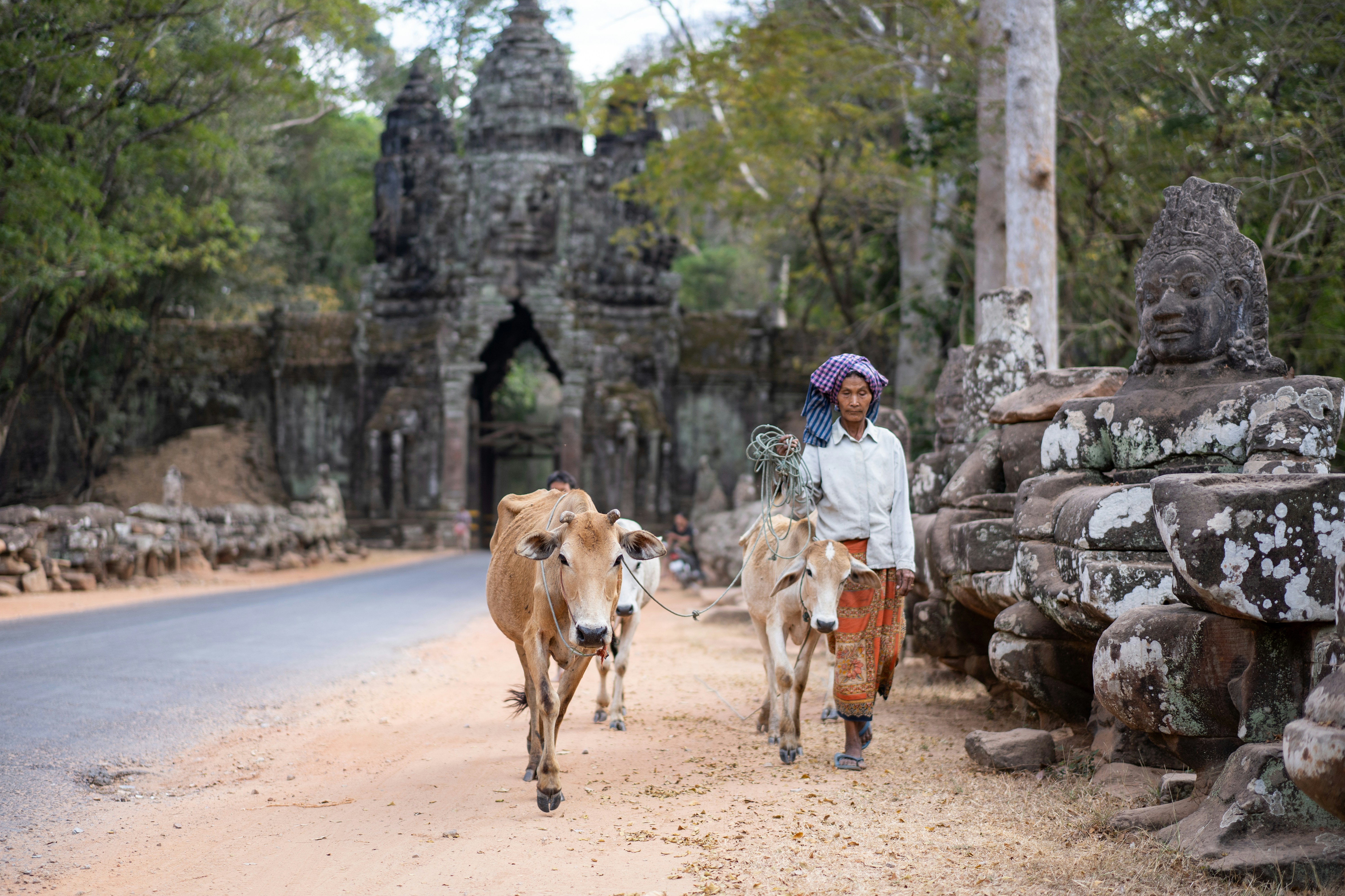 Oxen and a cow are led through the ornate stone gateway of an Angkor temple in Cambodia.