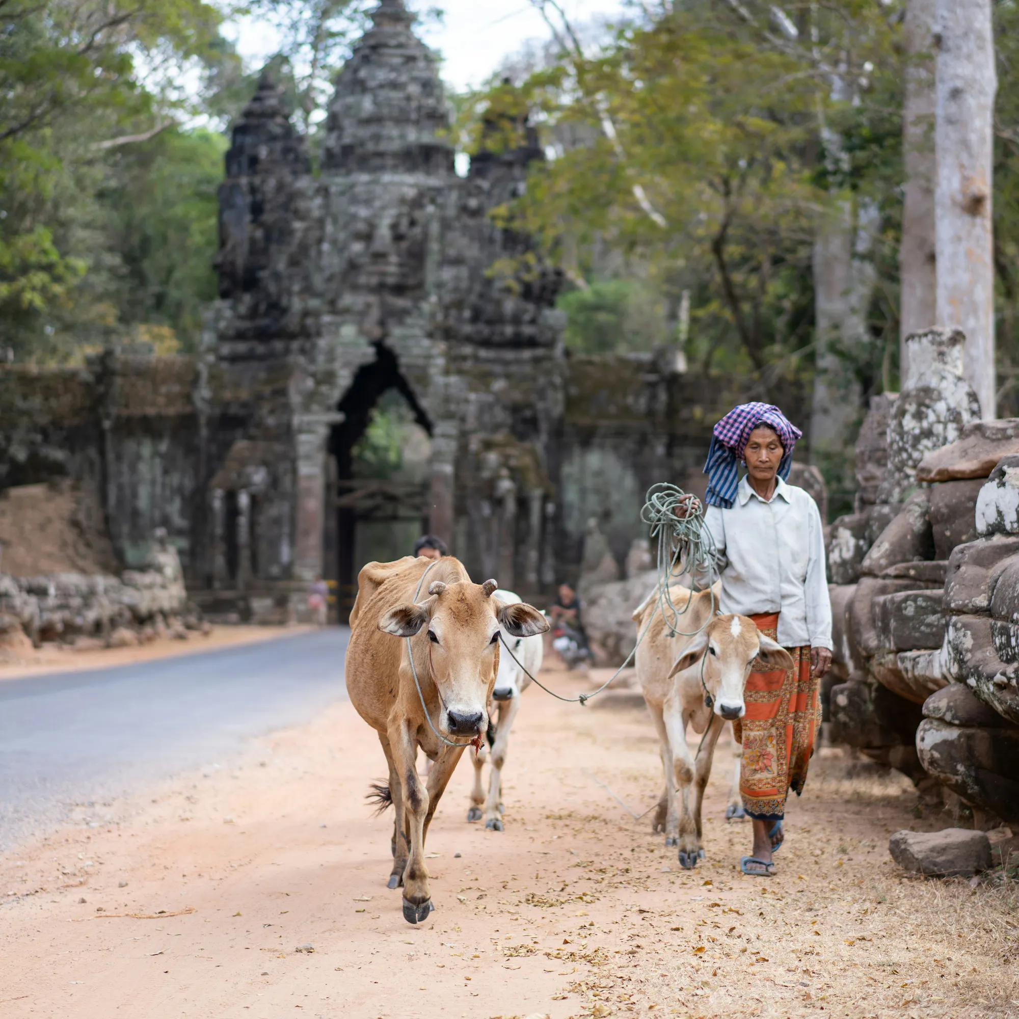 Oxen and a cow are led through the ornate stone gateway of an Angkor temple in Cambodia.
