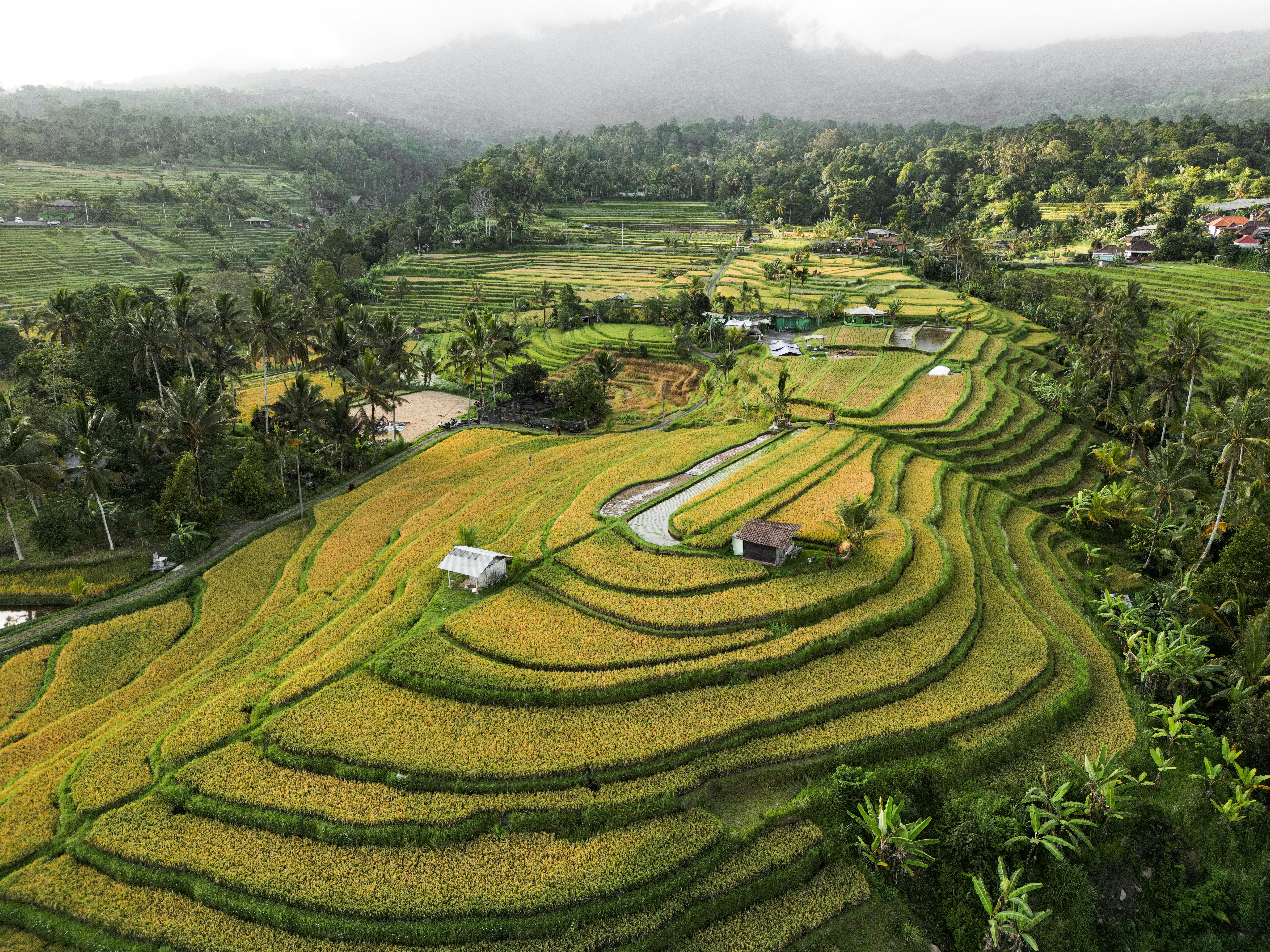 Bright green terraced rice paddies cascade down steep hillsides in the Sapa valley of Vietnam.