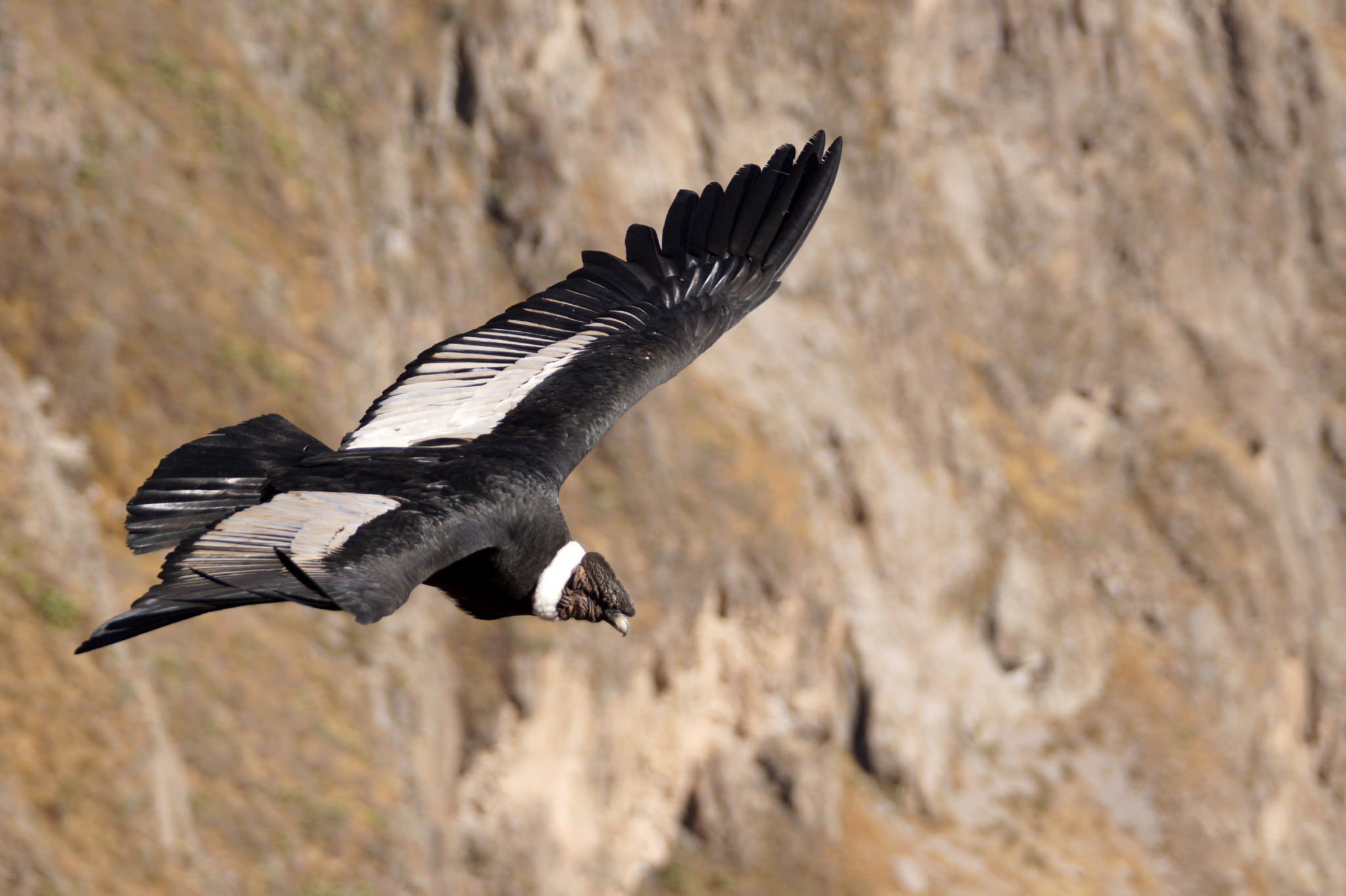 An Andean condor soars with wings spread wide against the rocky walls of Peru's Colca Canyon.