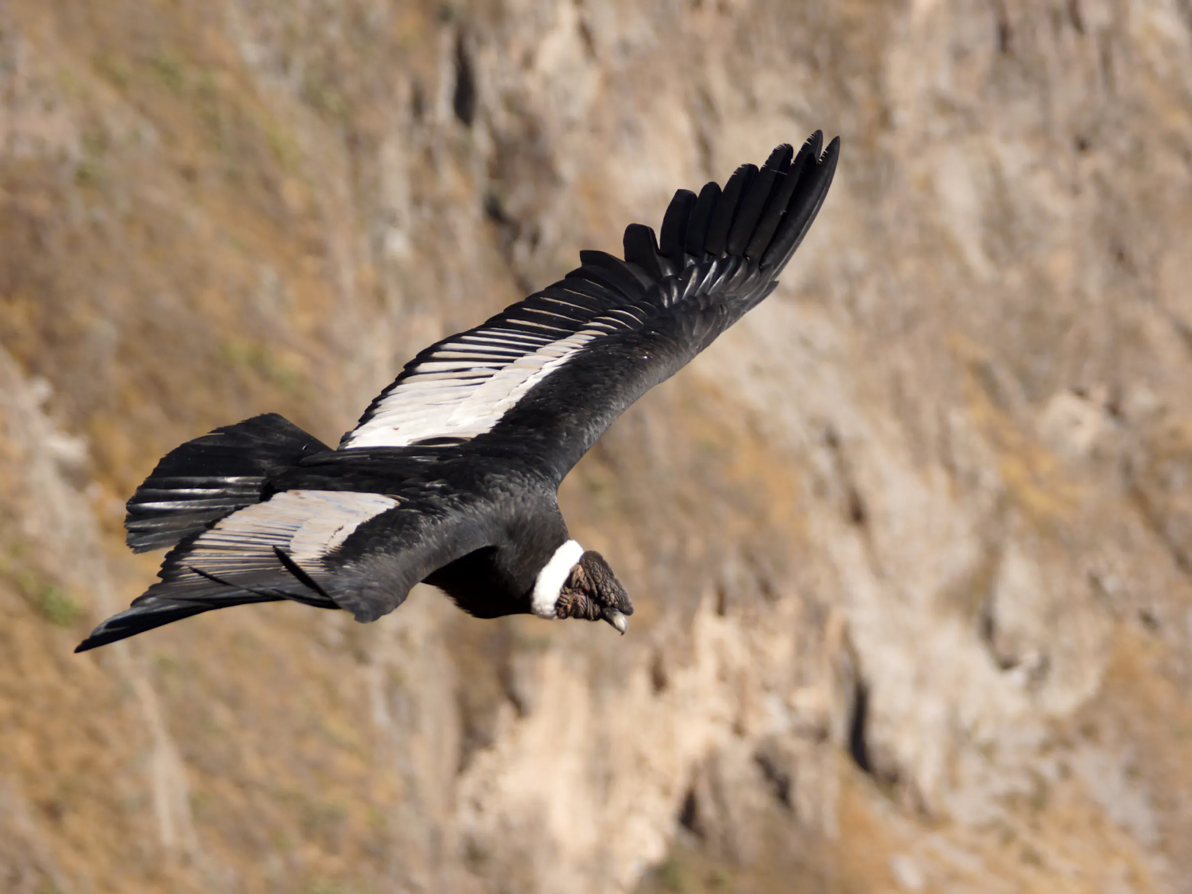 An Andean condor soars with wings spread wide against the rocky walls of Peru's Colca Canyon.