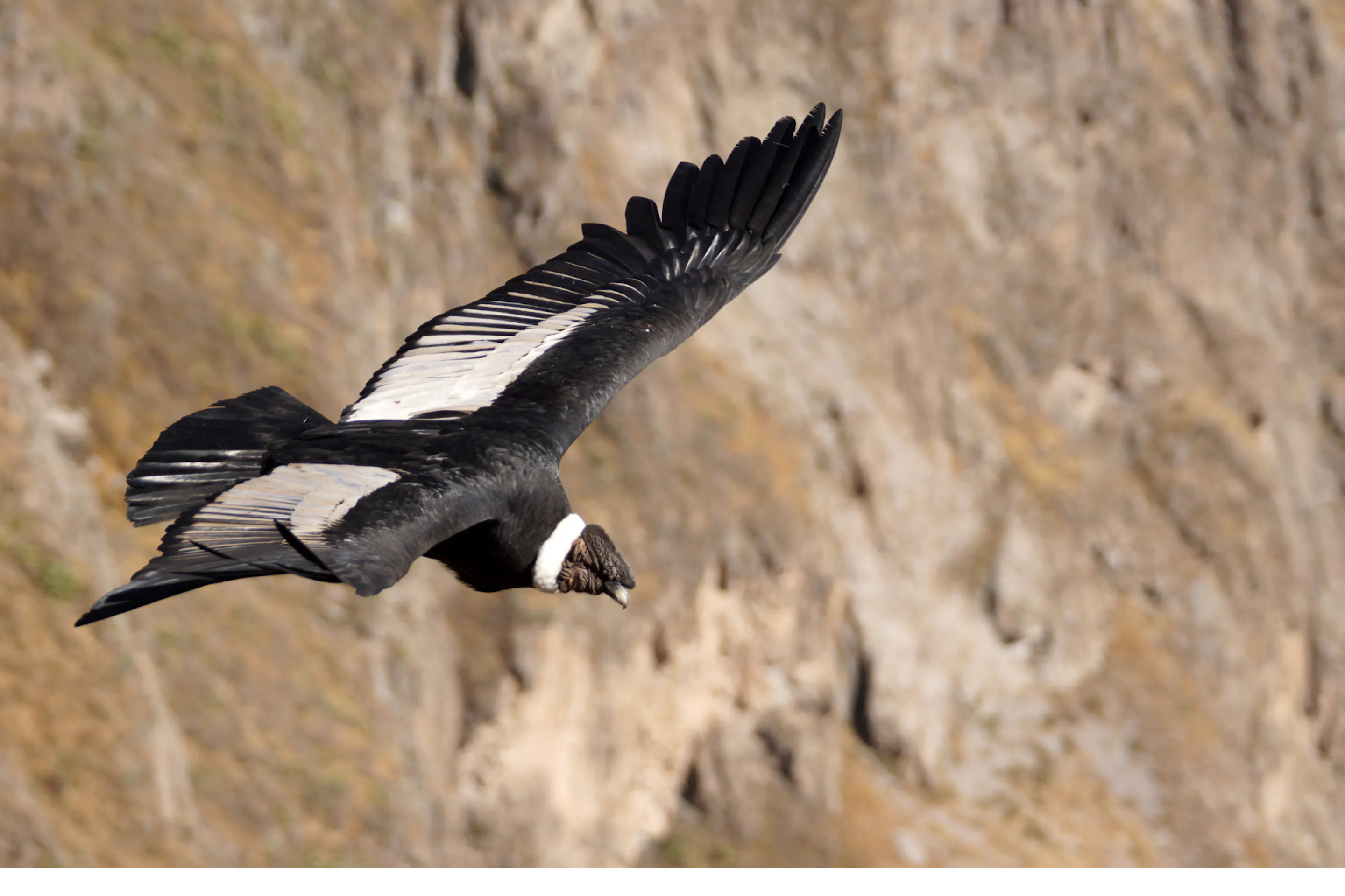An Andean condor soars with wings spread wide against the rocky walls of Peru's Colca Canyon.
