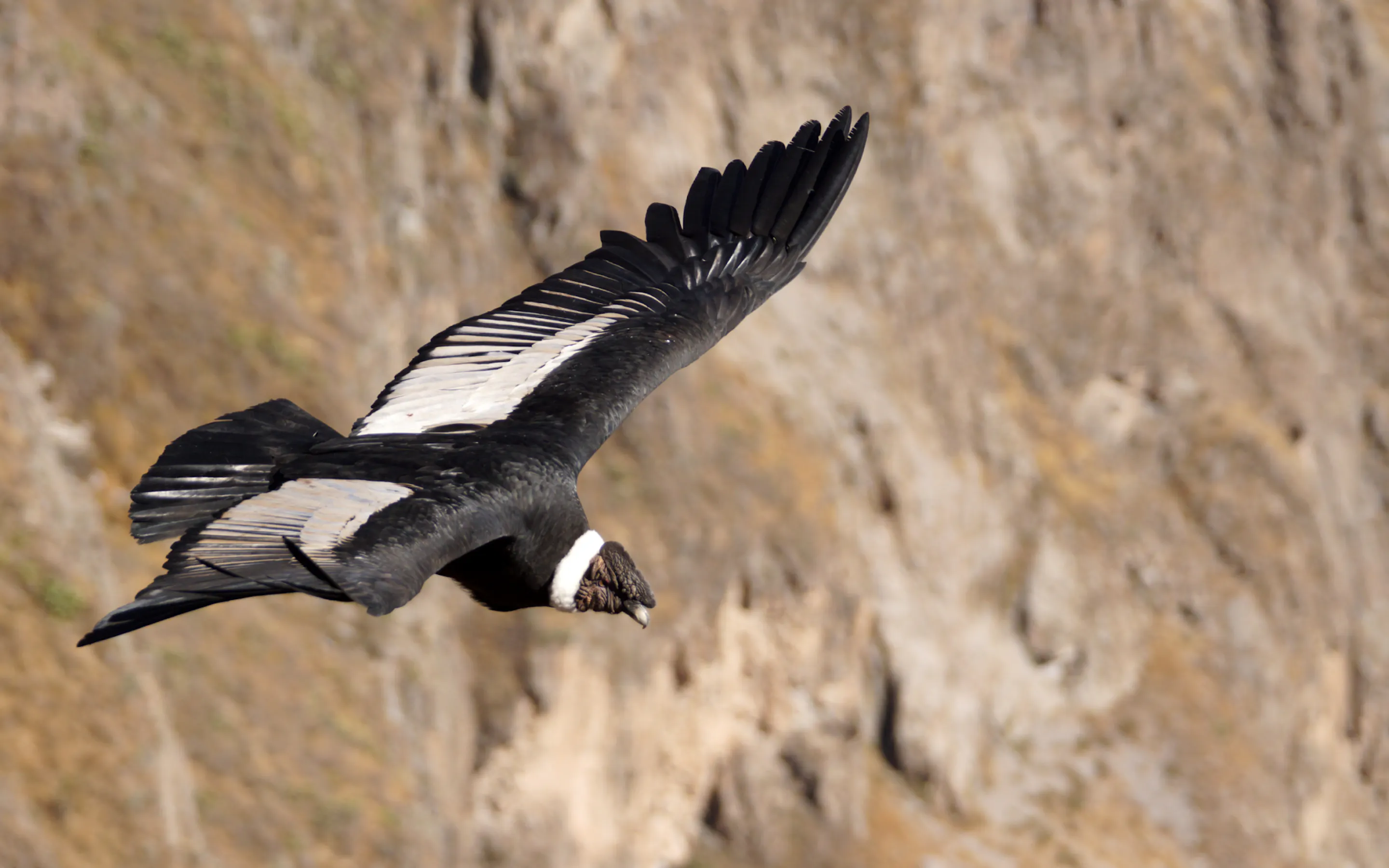 An Andean condor soars with wings spread wide against the rocky walls of Peru's Colca Canyon.