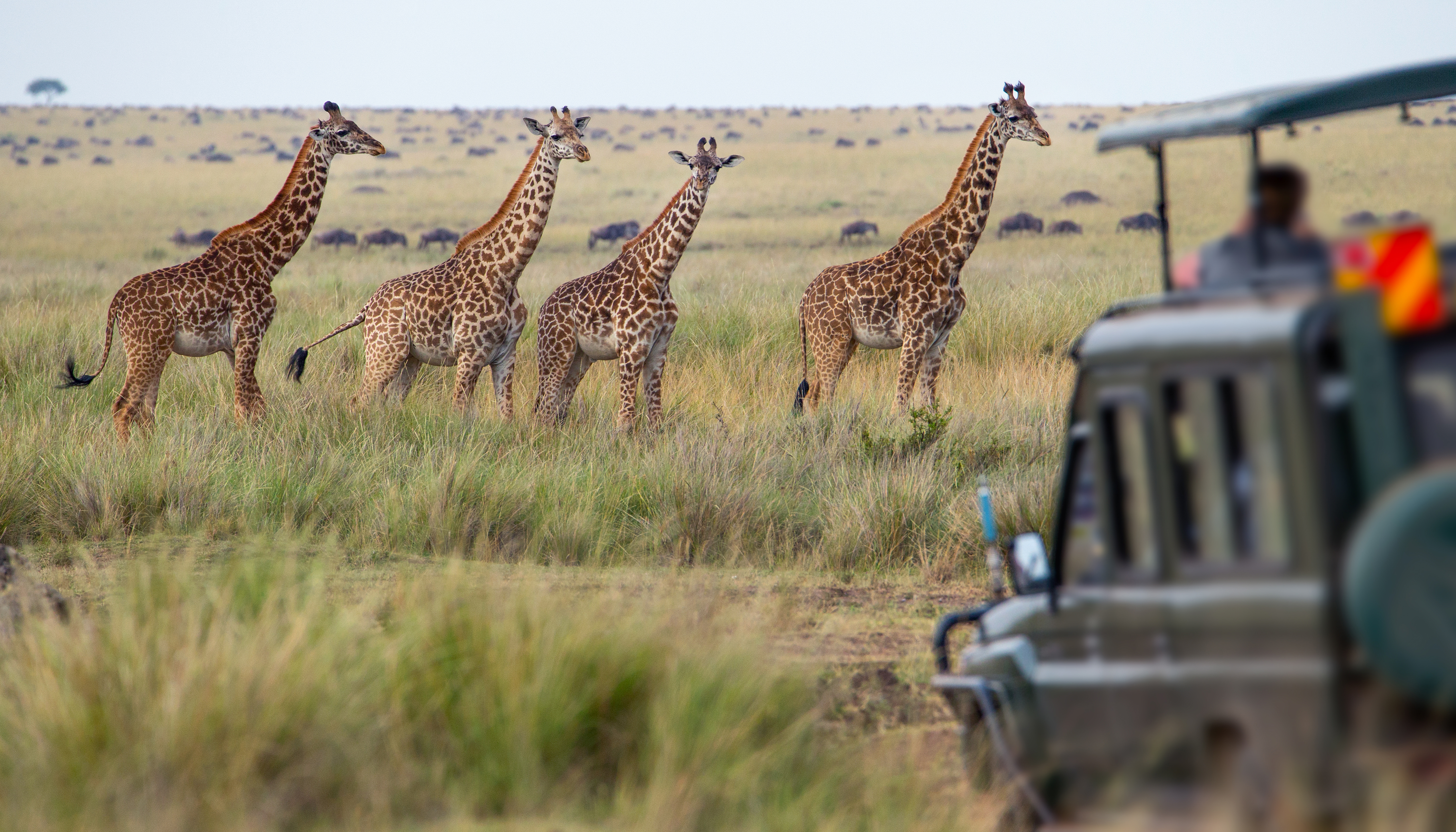 A family of giraffes moves across the open Serengeti plains under a wide blue sky in Tanzania.
