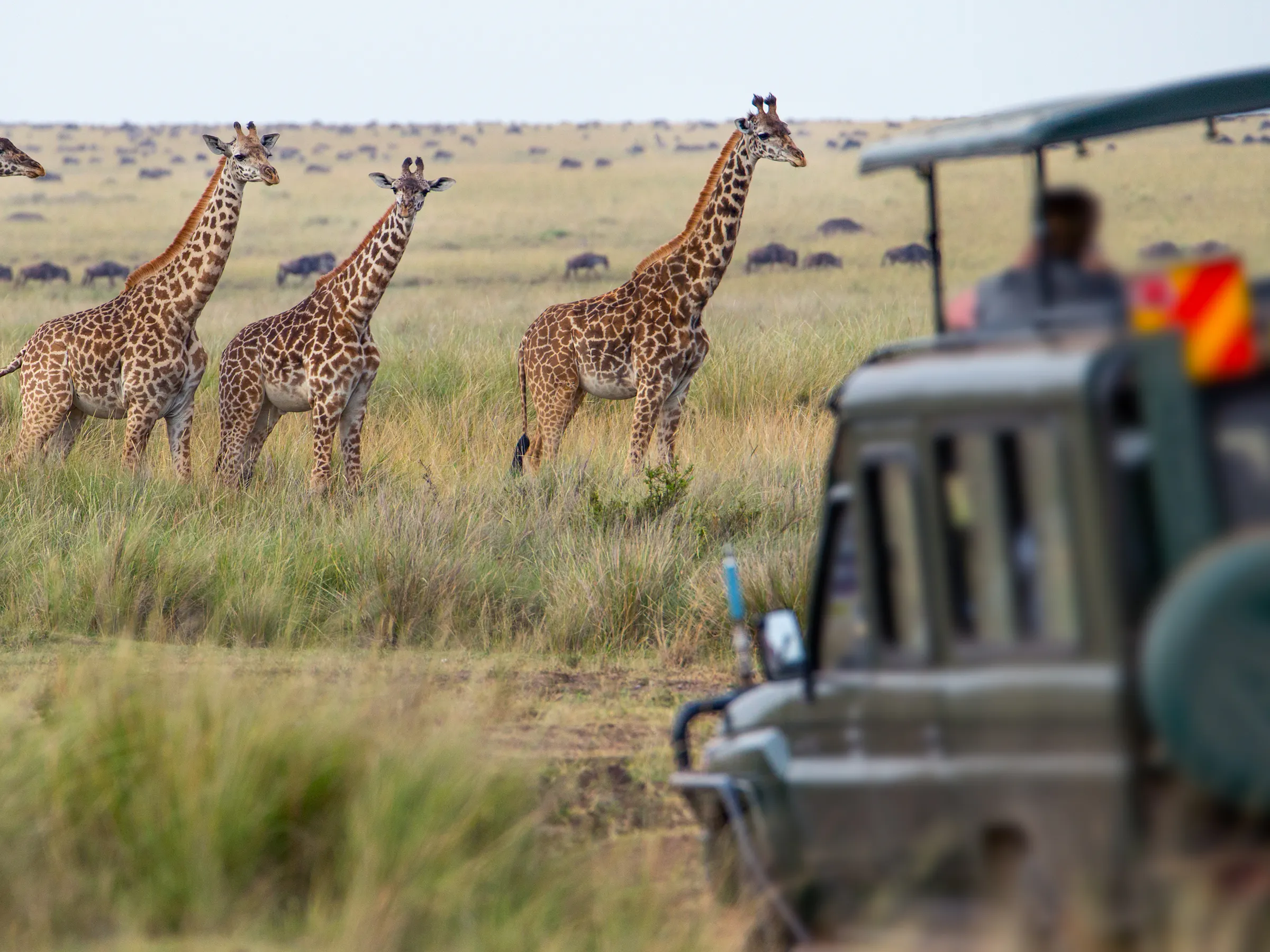 A family of giraffes moves across the open Serengeti plains under a wide blue sky in Tanzania.