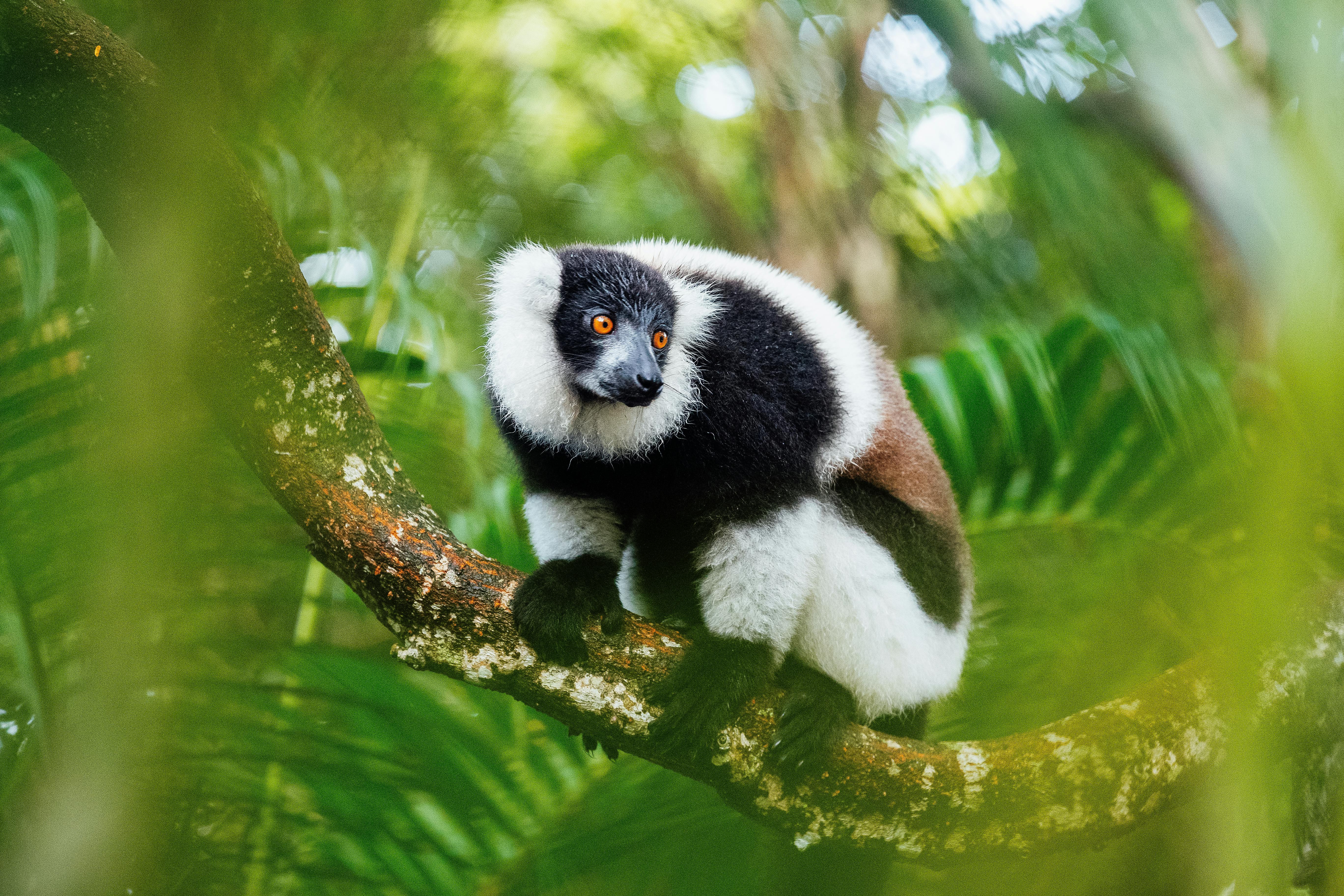 A black-and-white ruffed lemur clings to a mossy branch amid dense foliage in Andasibe, Madagascar.