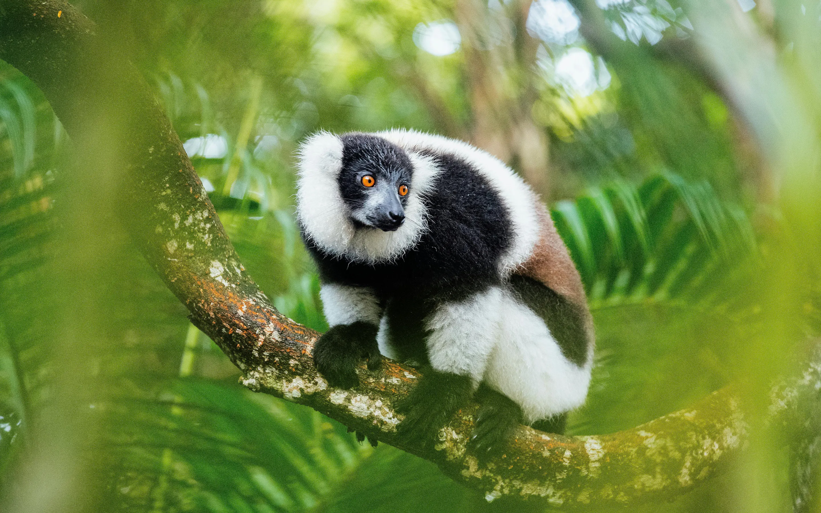 A black-and-white ruffed lemur clings to a mossy branch amid dense foliage in Andasibe, Madagascar.