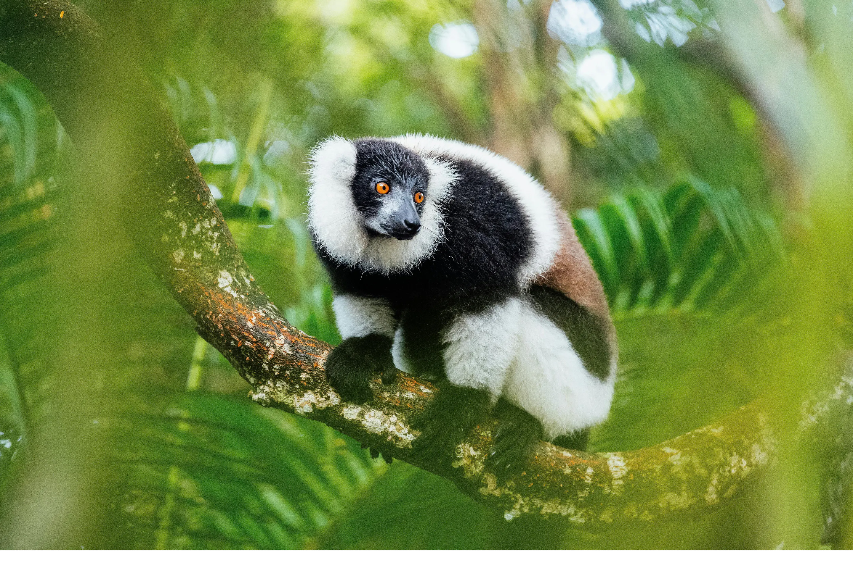 A black-and-white ruffed lemur clings to a mossy branch amid dense foliage in Andasibe, Madagascar.