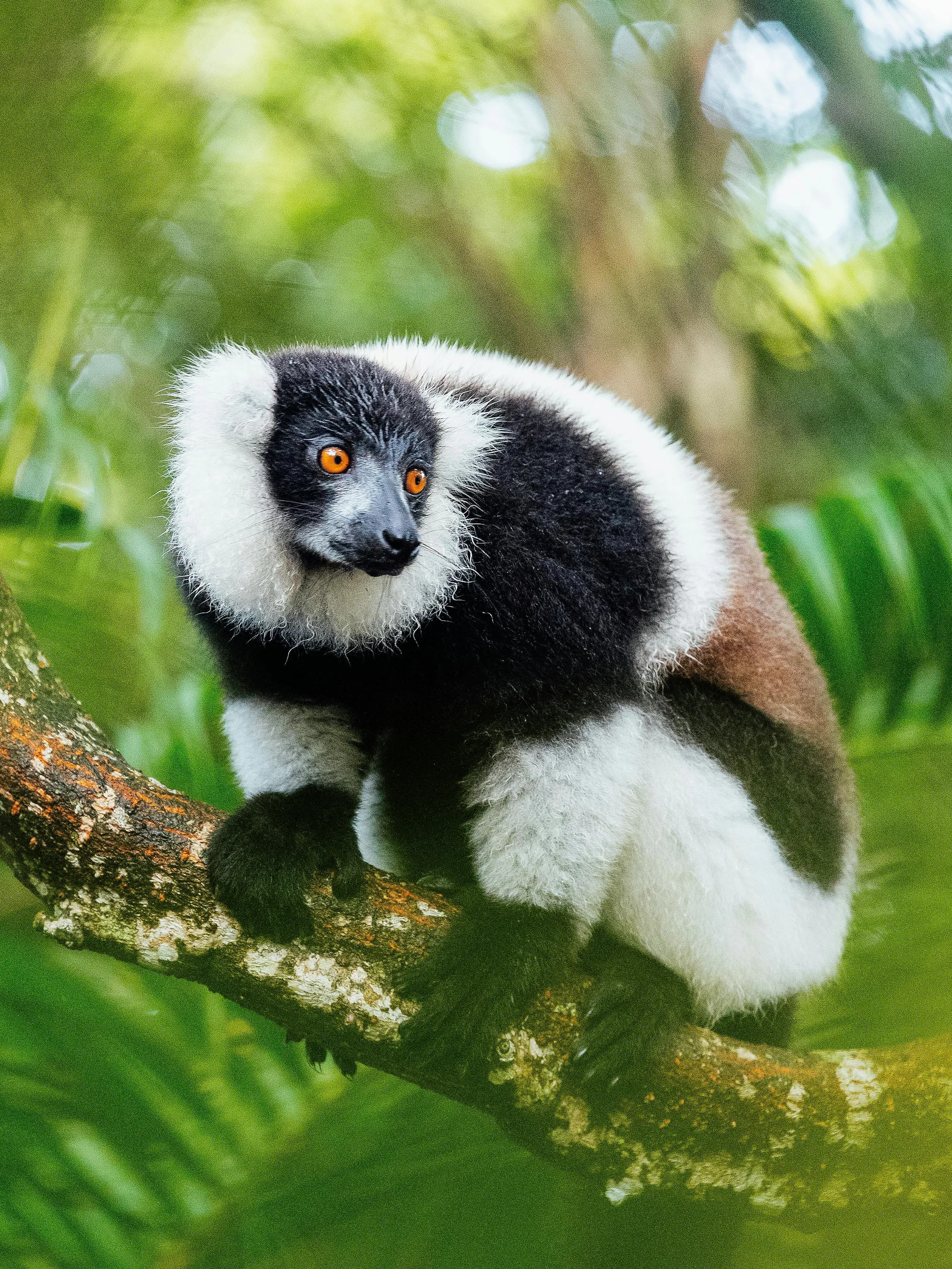 A black-and-white ruffed lemur clings to a mossy branch amid dense foliage in Andasibe, Madagascar.