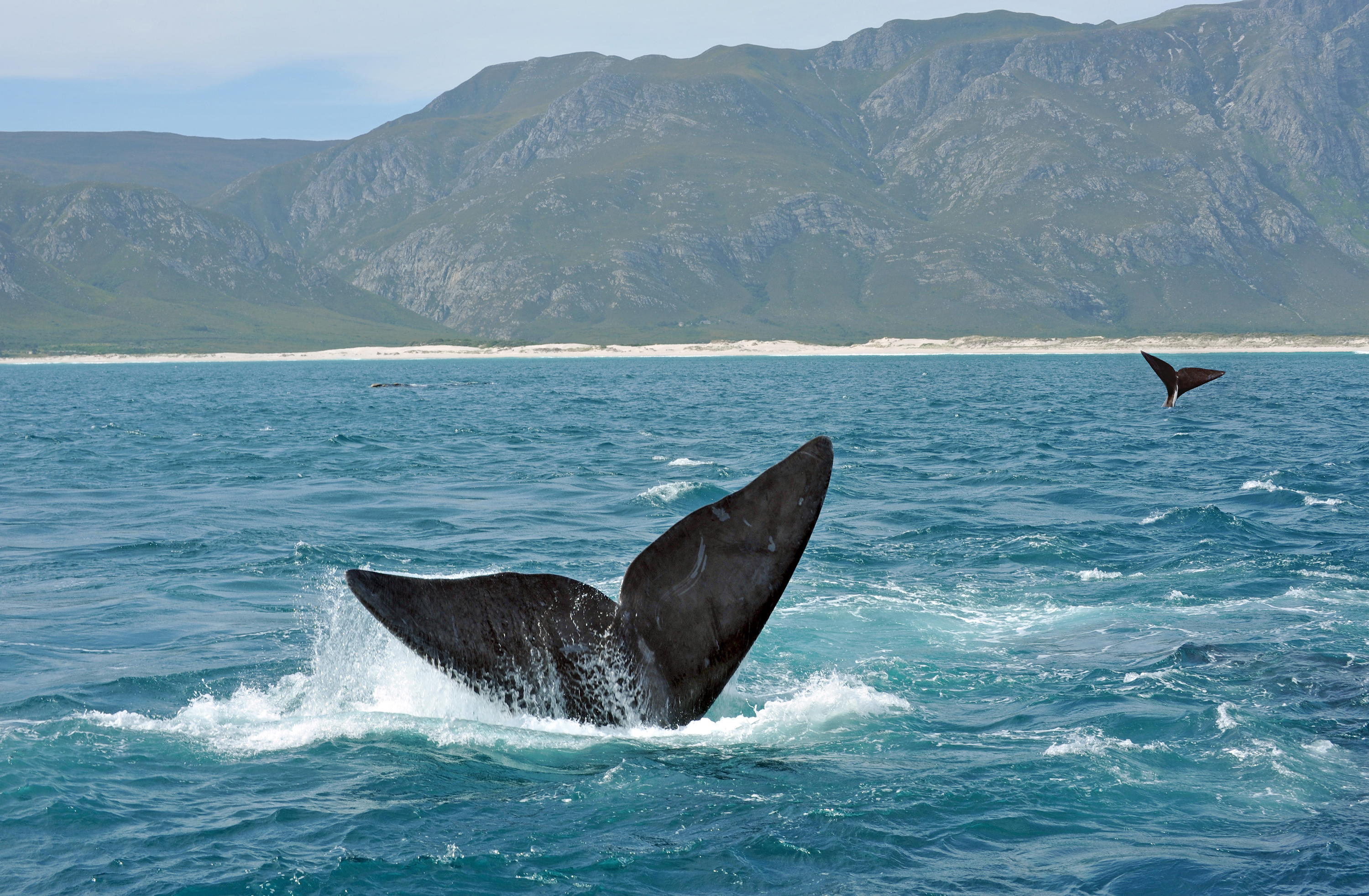 A humpback whale raises its tail fluke above the ocean surface off the coast near Hermanus.