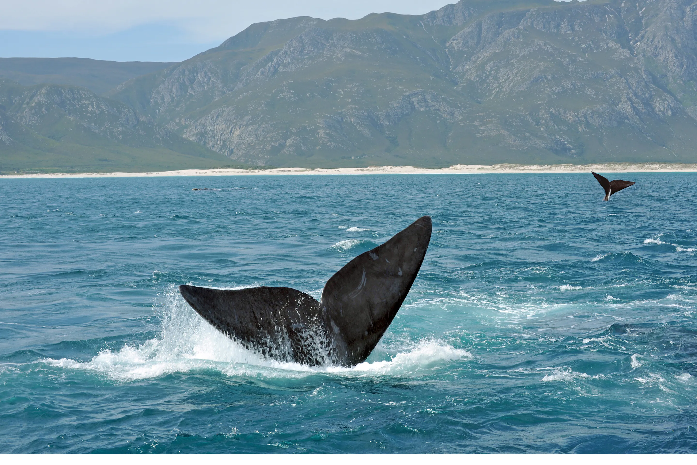 A humpback whale raises its tail fluke above the ocean surface off the coast near Hermanus.