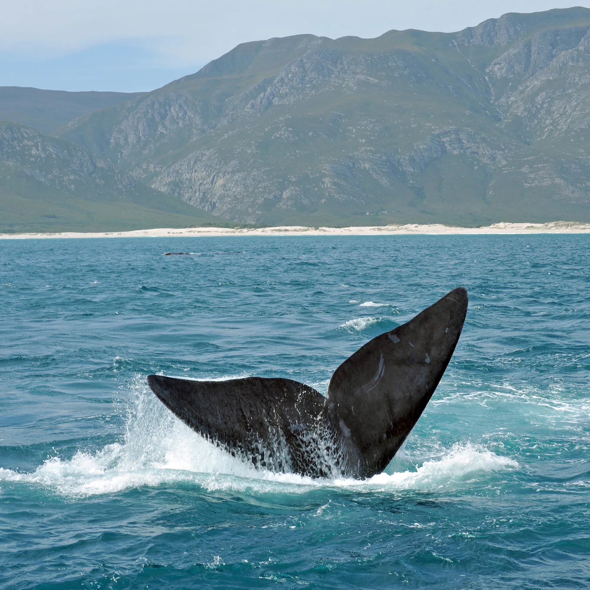A humpback whale raises its tail fluke above the ocean surface off the coast near Hermanus.