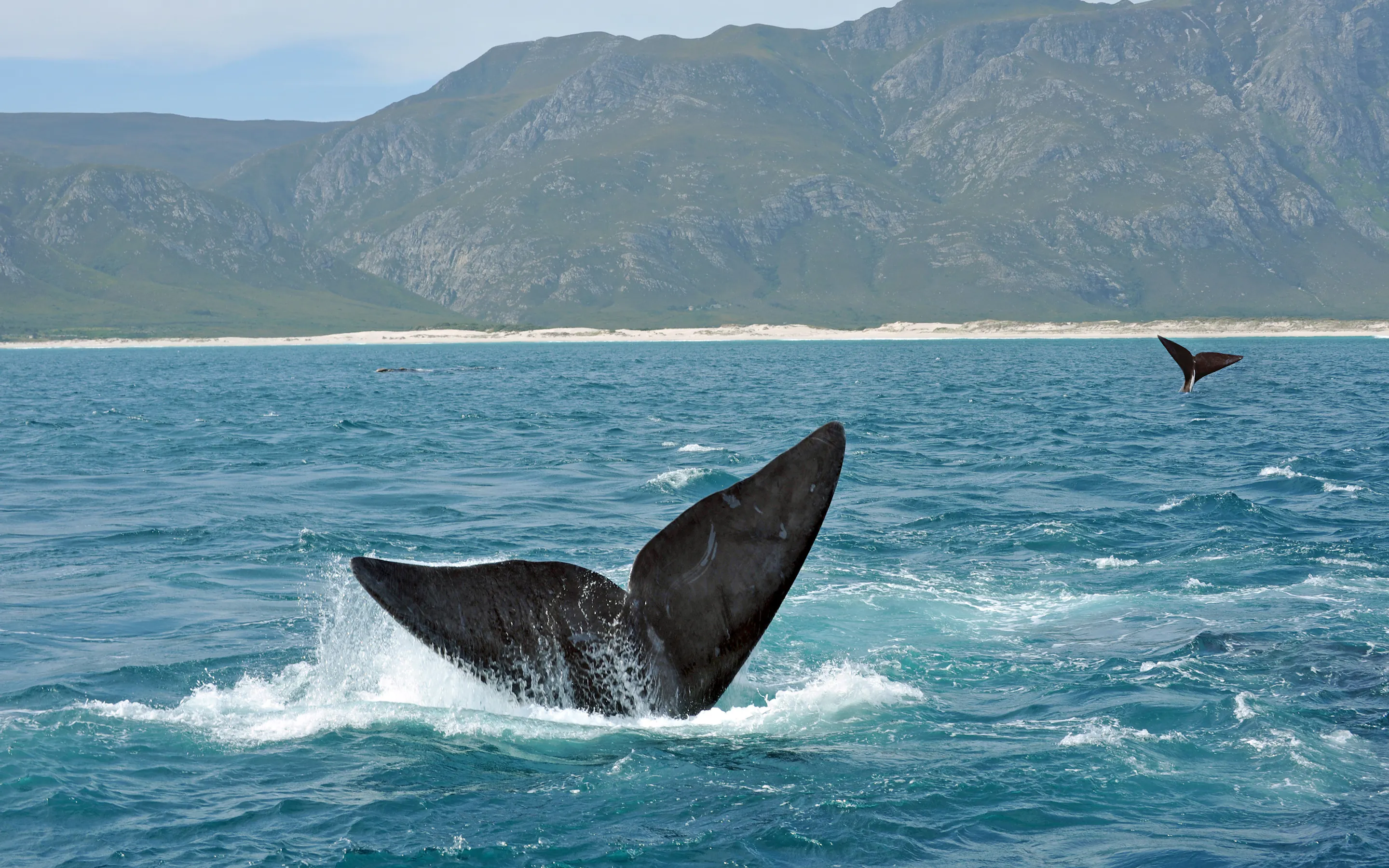 A humpback whale raises its tail fluke above the ocean surface off the coast near Hermanus.