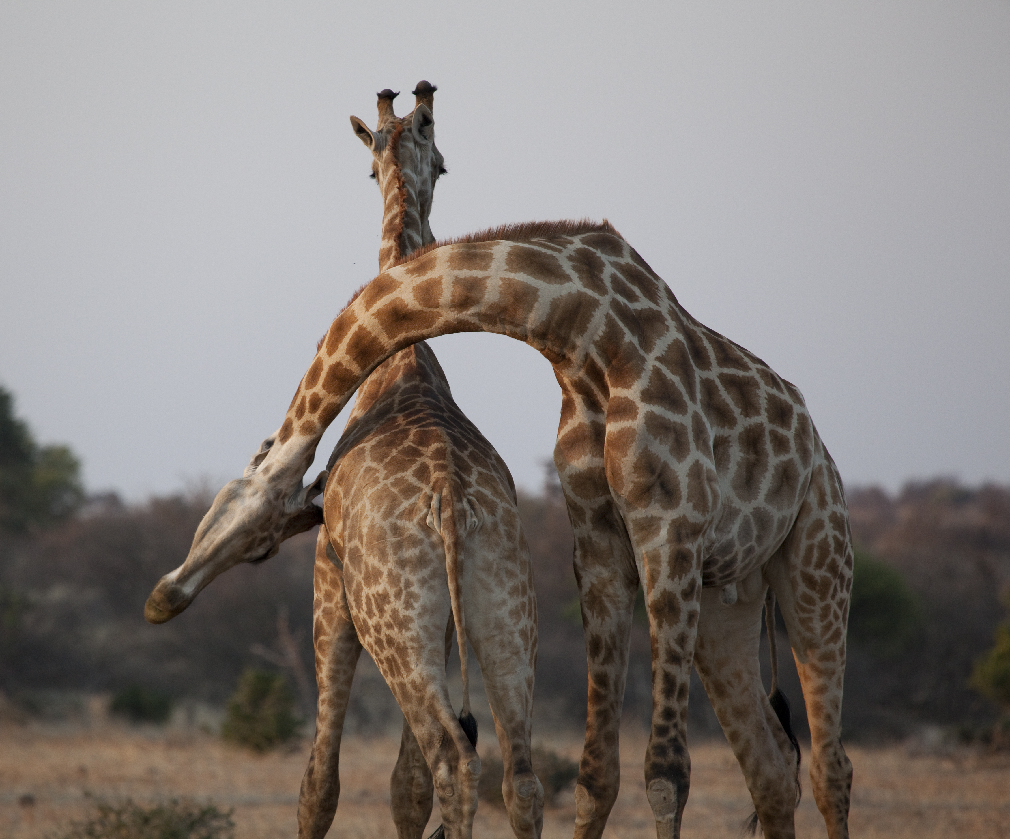 Two giraffes face each other and intertwine their long necks in the dry bush of Botswana's Tuli Block.