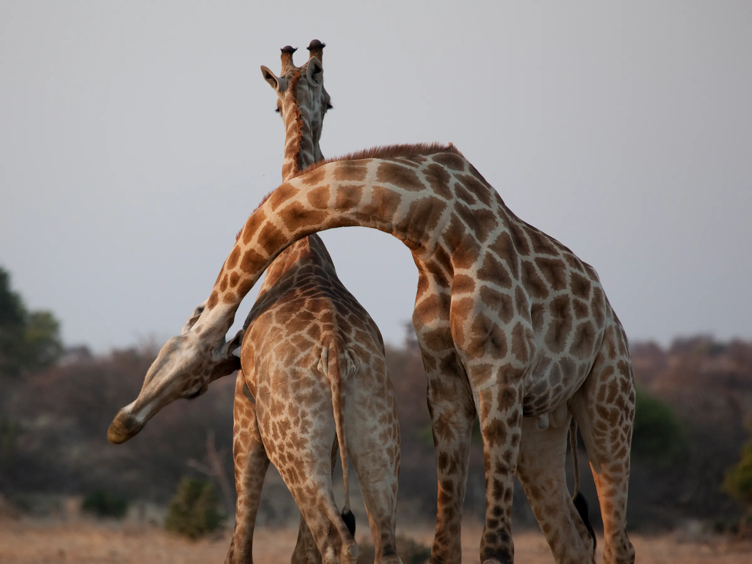 Two giraffes face each other and intertwine their long necks in the dry bush of Botswana's Tuli Block.