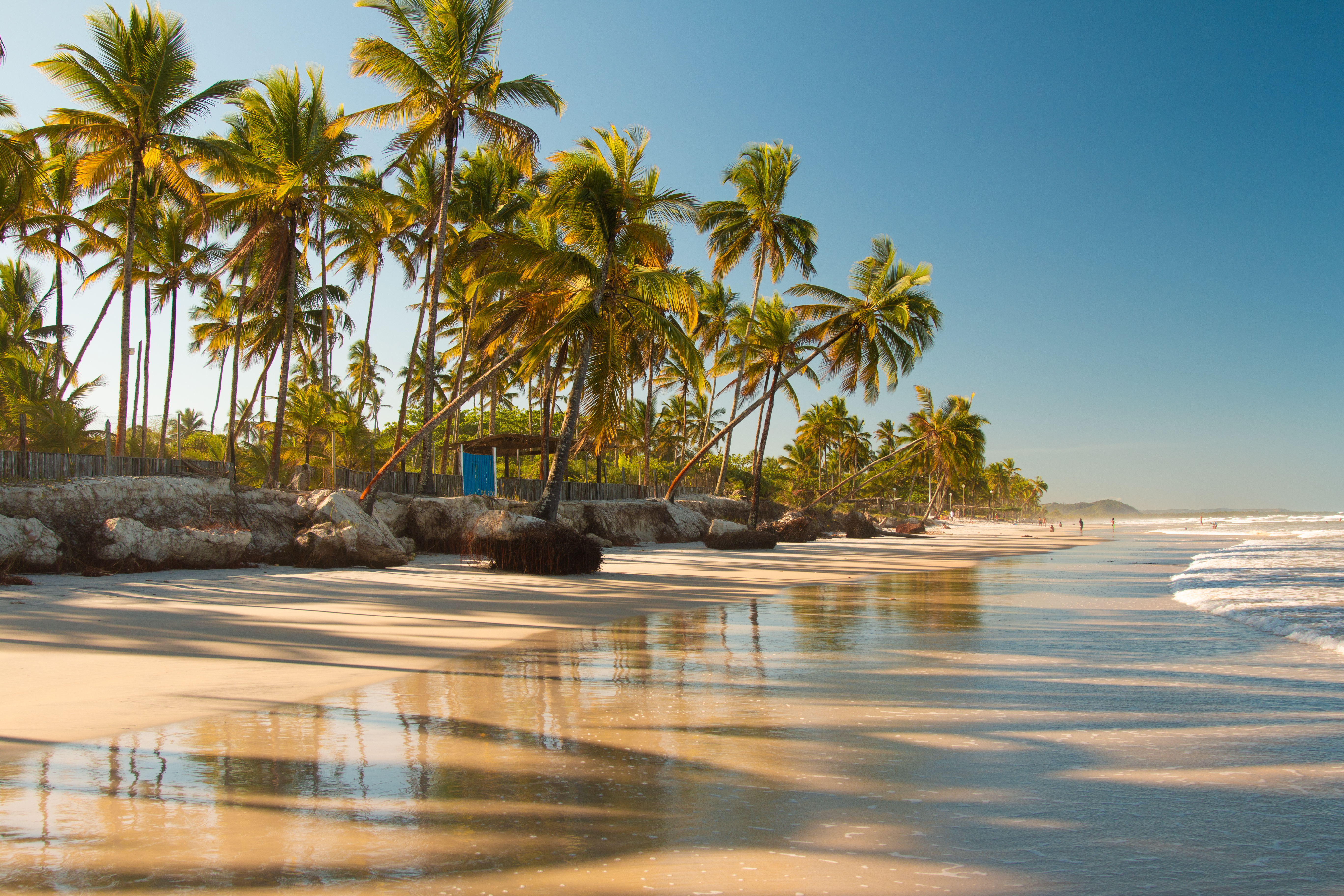 A tropical beach in Bahia is fringed by tall palm trees with calm green water and white sand.