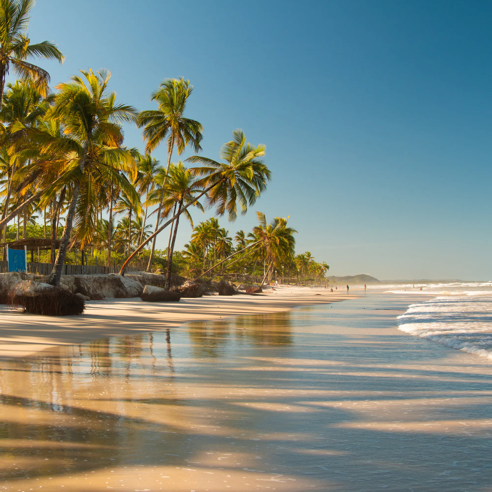 A tropical beach in Bahia is fringed by tall palm trees with calm green water and white sand.