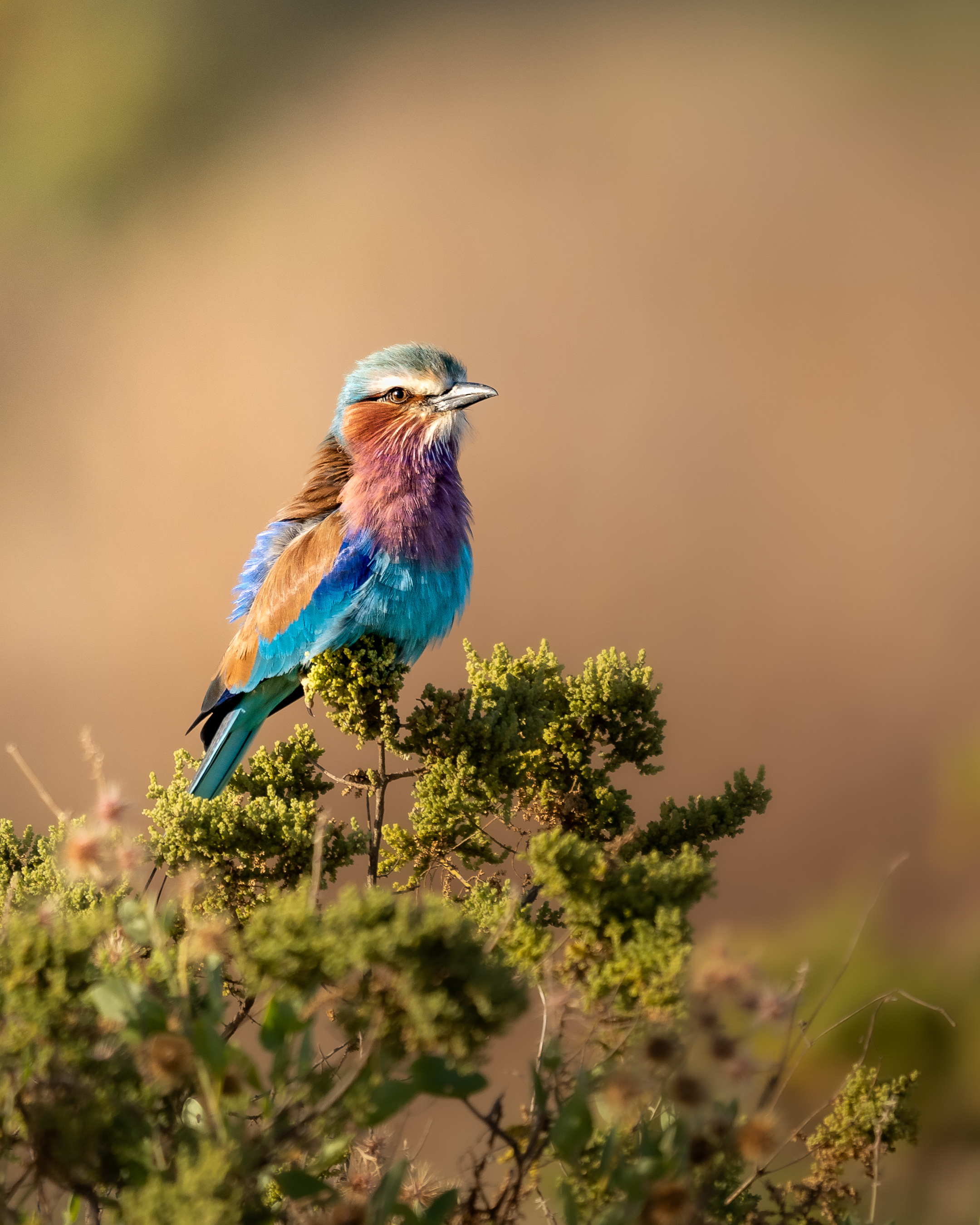 A lilac-breasted roller with vivid blue and orange plumage perches on a thorny branch in Kenya.