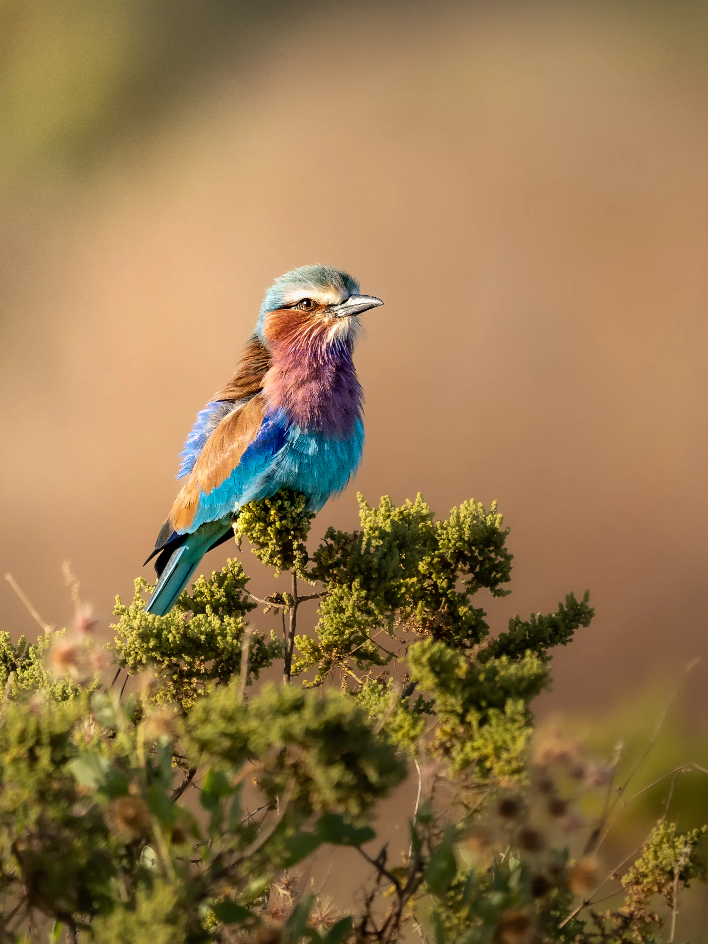 A lilac-breasted roller with vivid blue and orange plumage perches on a thorny branch in Kenya.