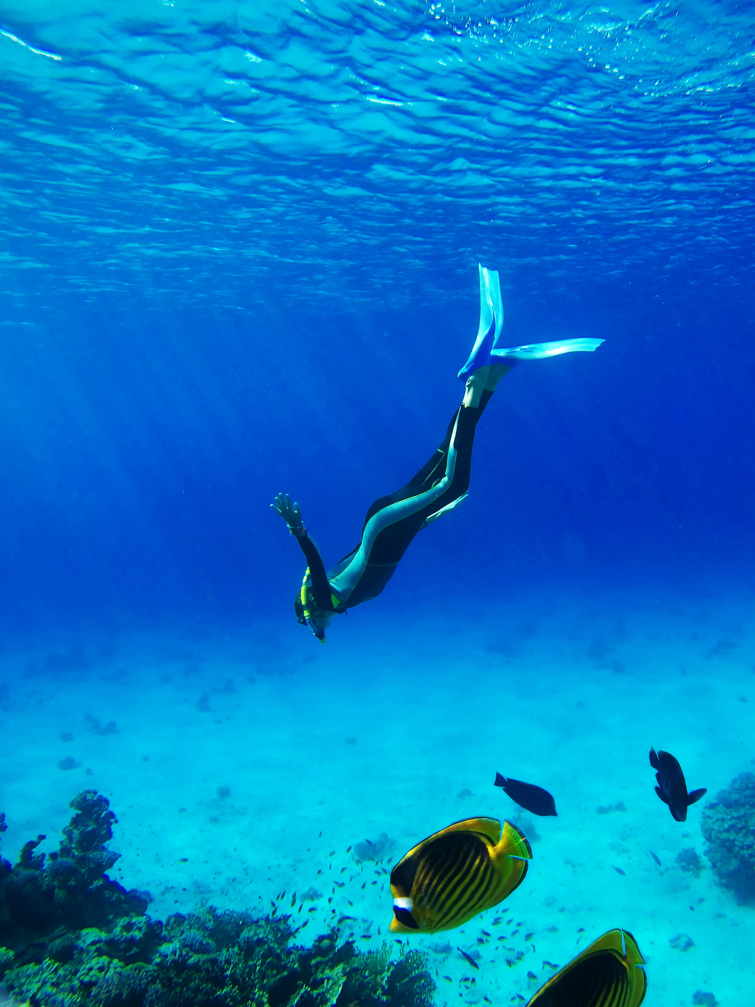 A scuba diver swims through clear blue water alongside tropical coral and orange clownfish.