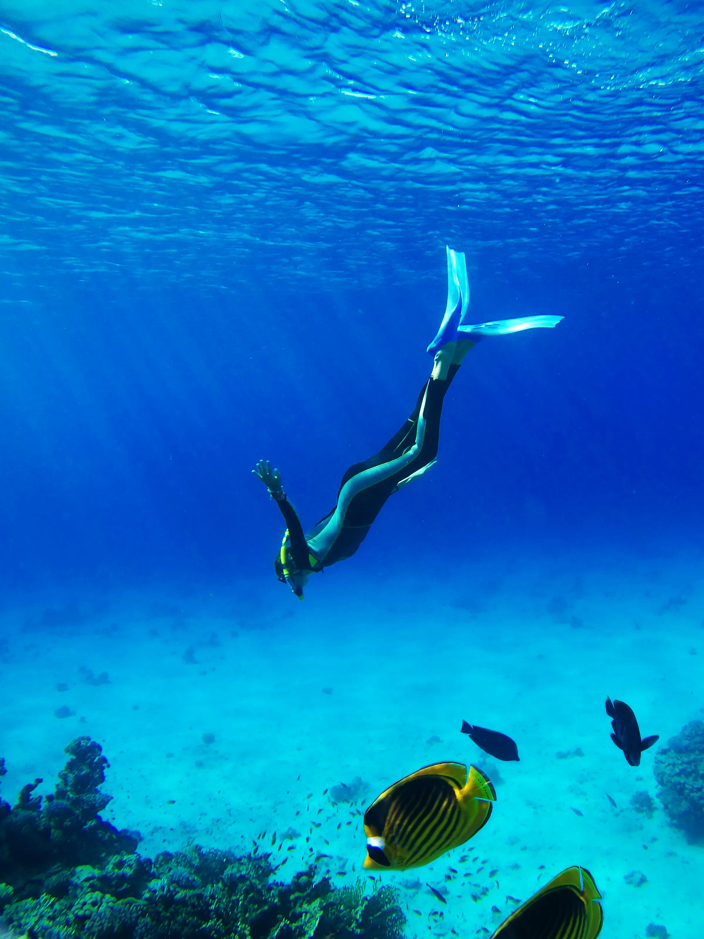 A scuba diver swims through clear blue water alongside tropical coral and orange clownfish.