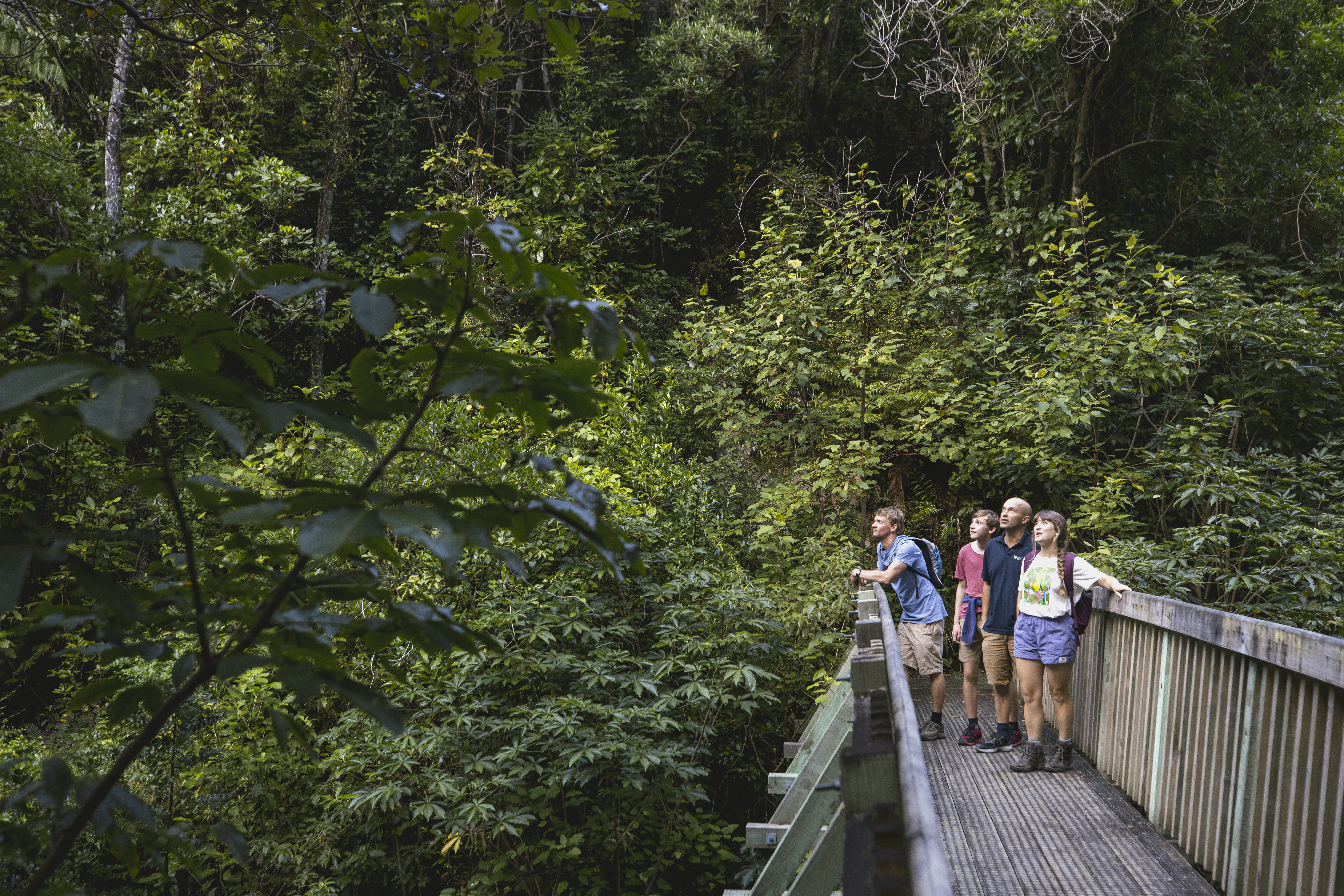 A group of hikers walks along a forested trail with views of lush hills and sea near Nelson.