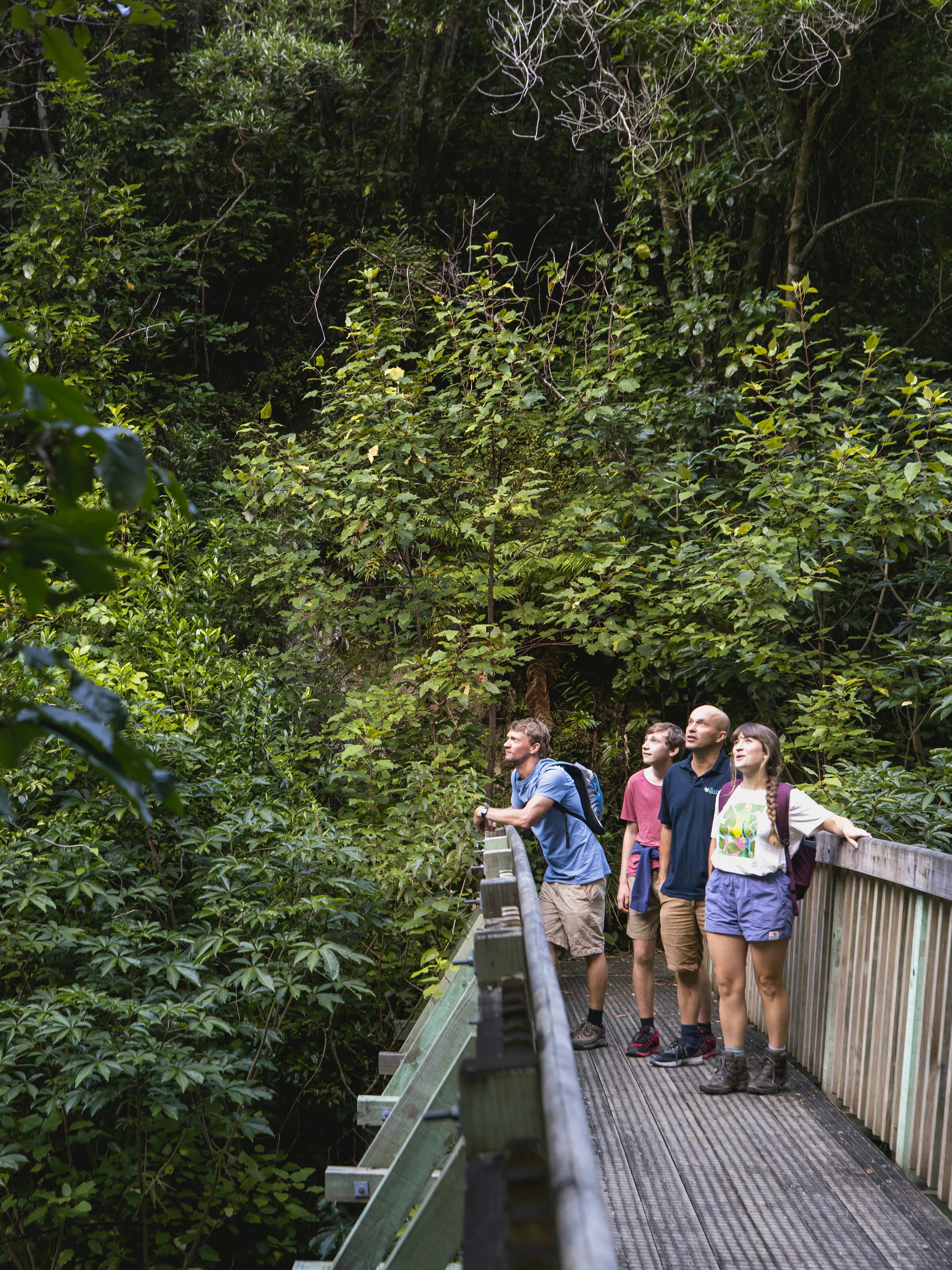 A group of hikers walks along a forested trail with views of lush hills and sea near Nelson.