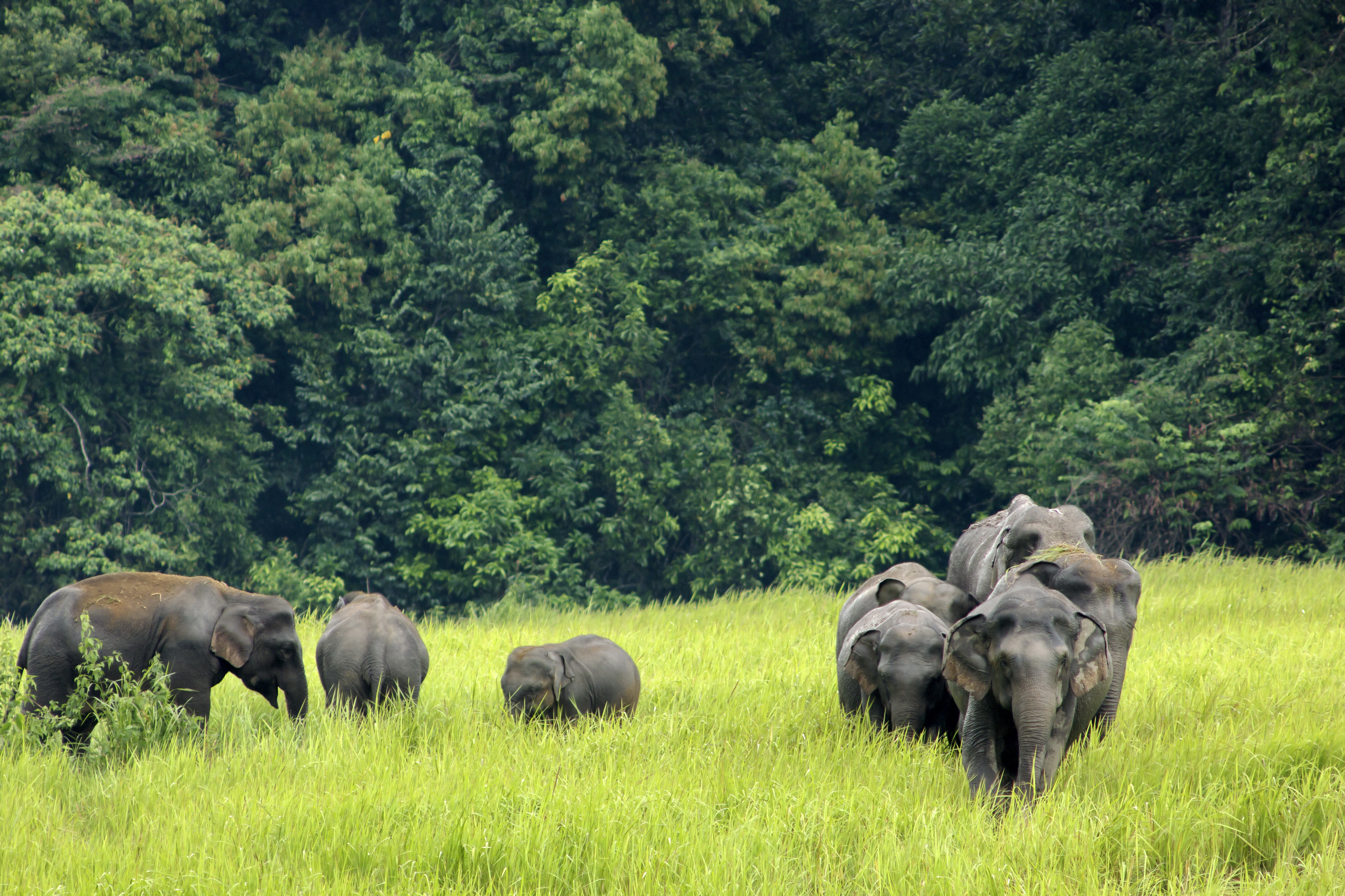 A herd of Asian elephants grazes on an open grassy plain in Khao Yai National Park, Thailand.