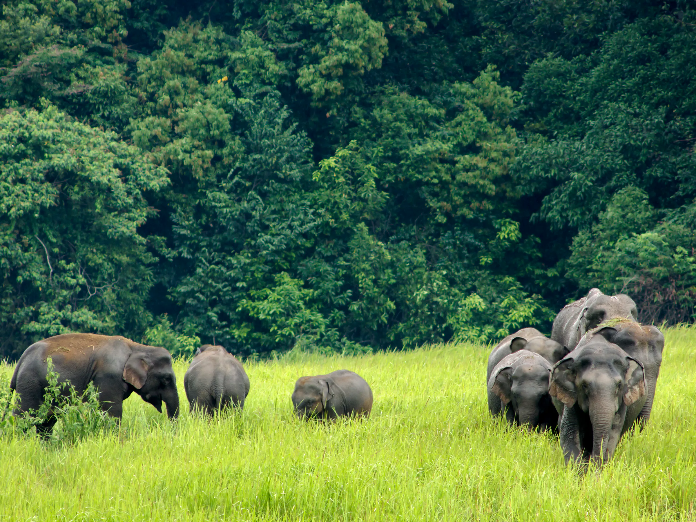 A herd of Asian elephants grazes on an open grassy plain in Khao Yai National Park, Thailand.