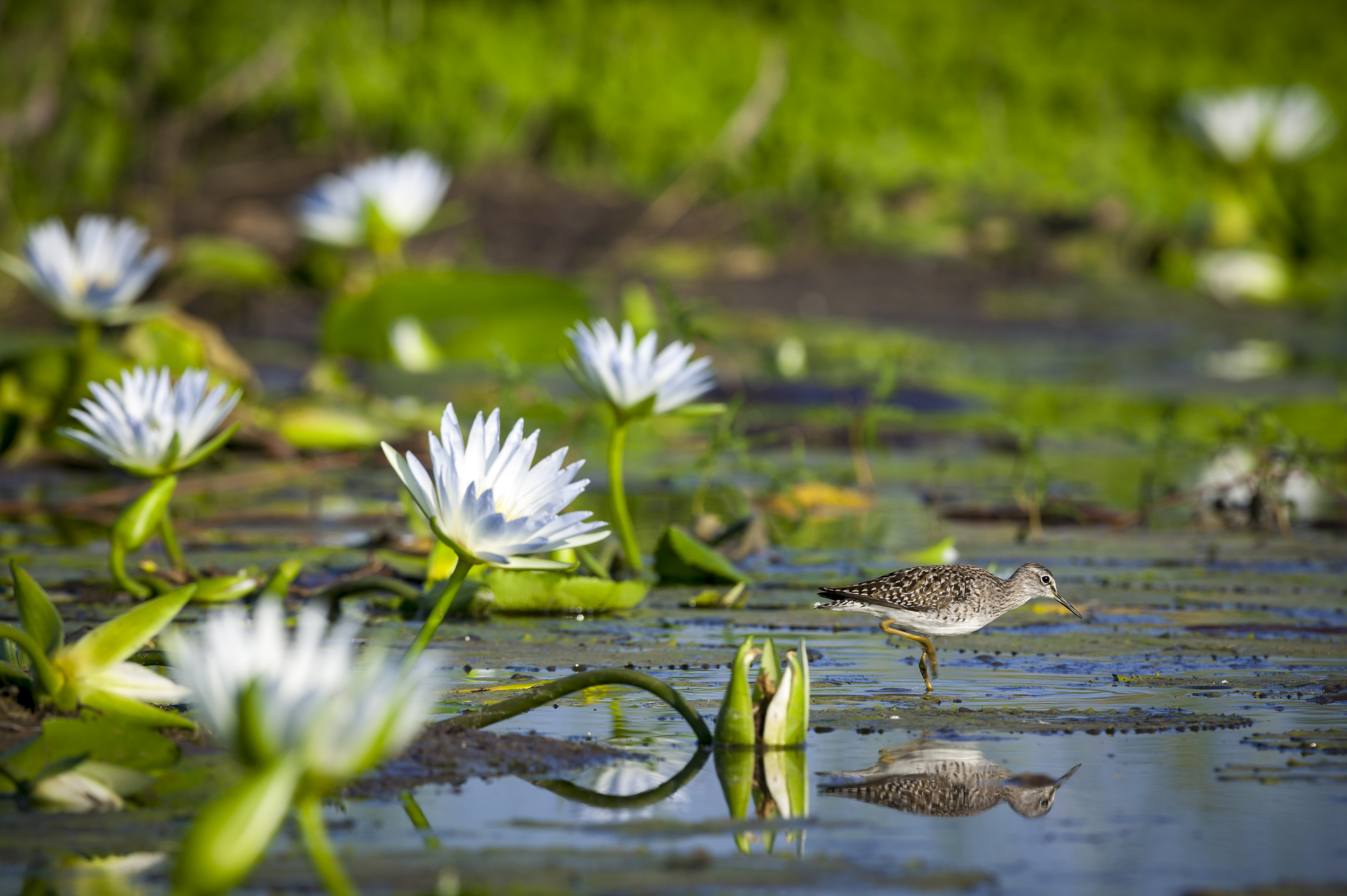 White water lilies bloom on the surface of a dark green lily pond in Botswana's Tuli Block.