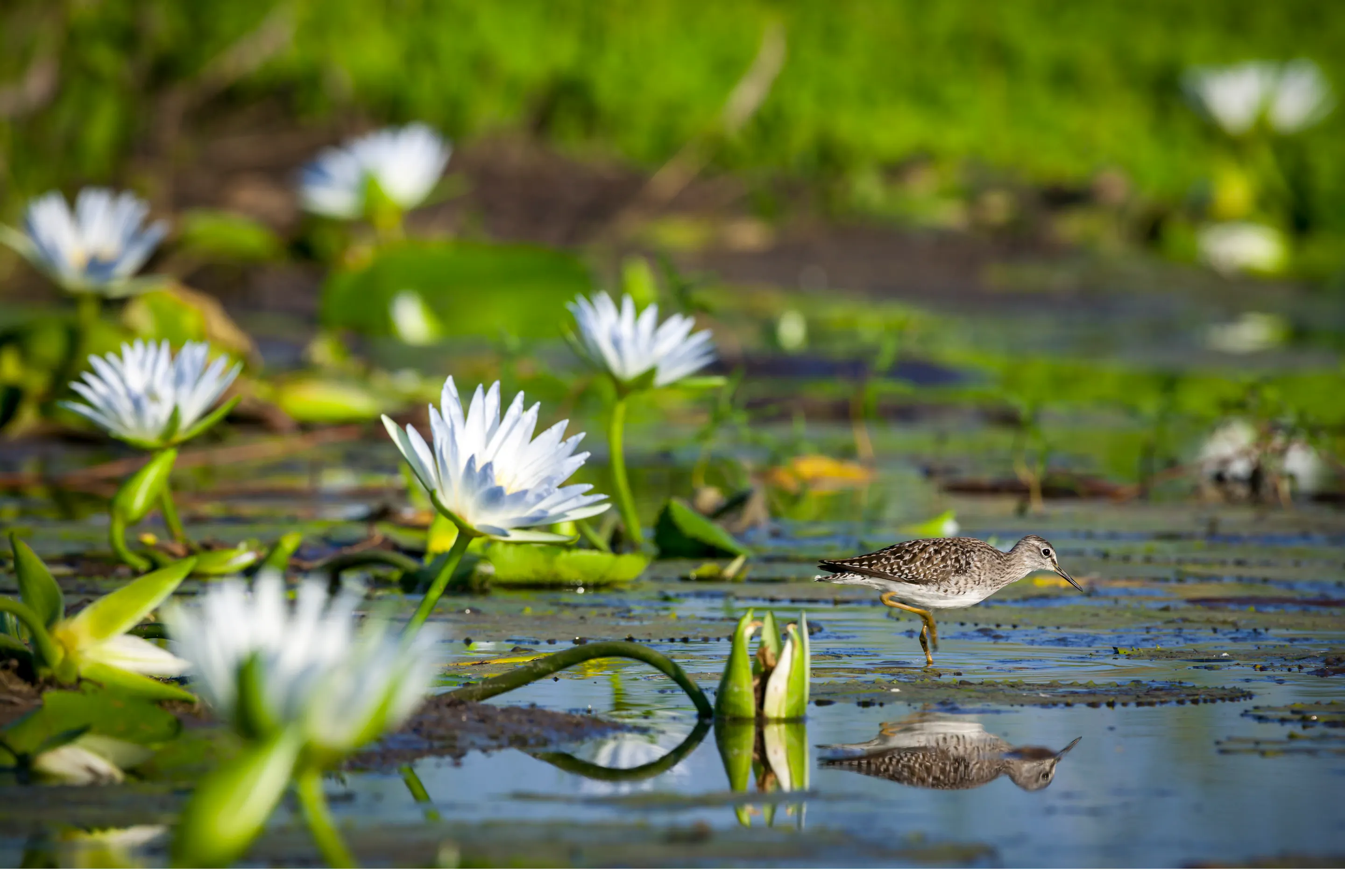 White water lilies bloom on the surface of a dark green lily pond in Botswana's Tuli Block.