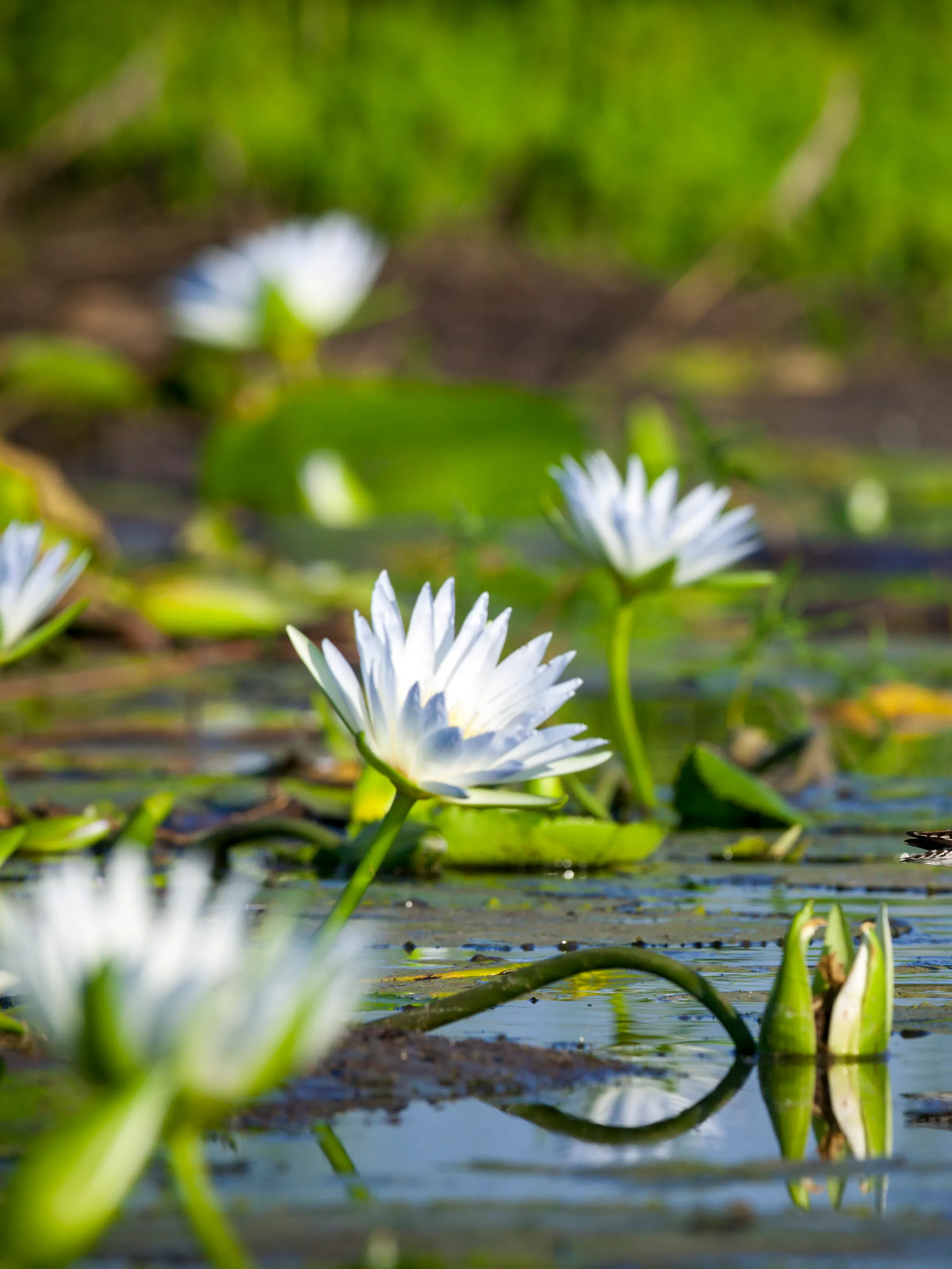 White water lilies bloom on the surface of a dark green lily pond in Botswana's Tuli Block.