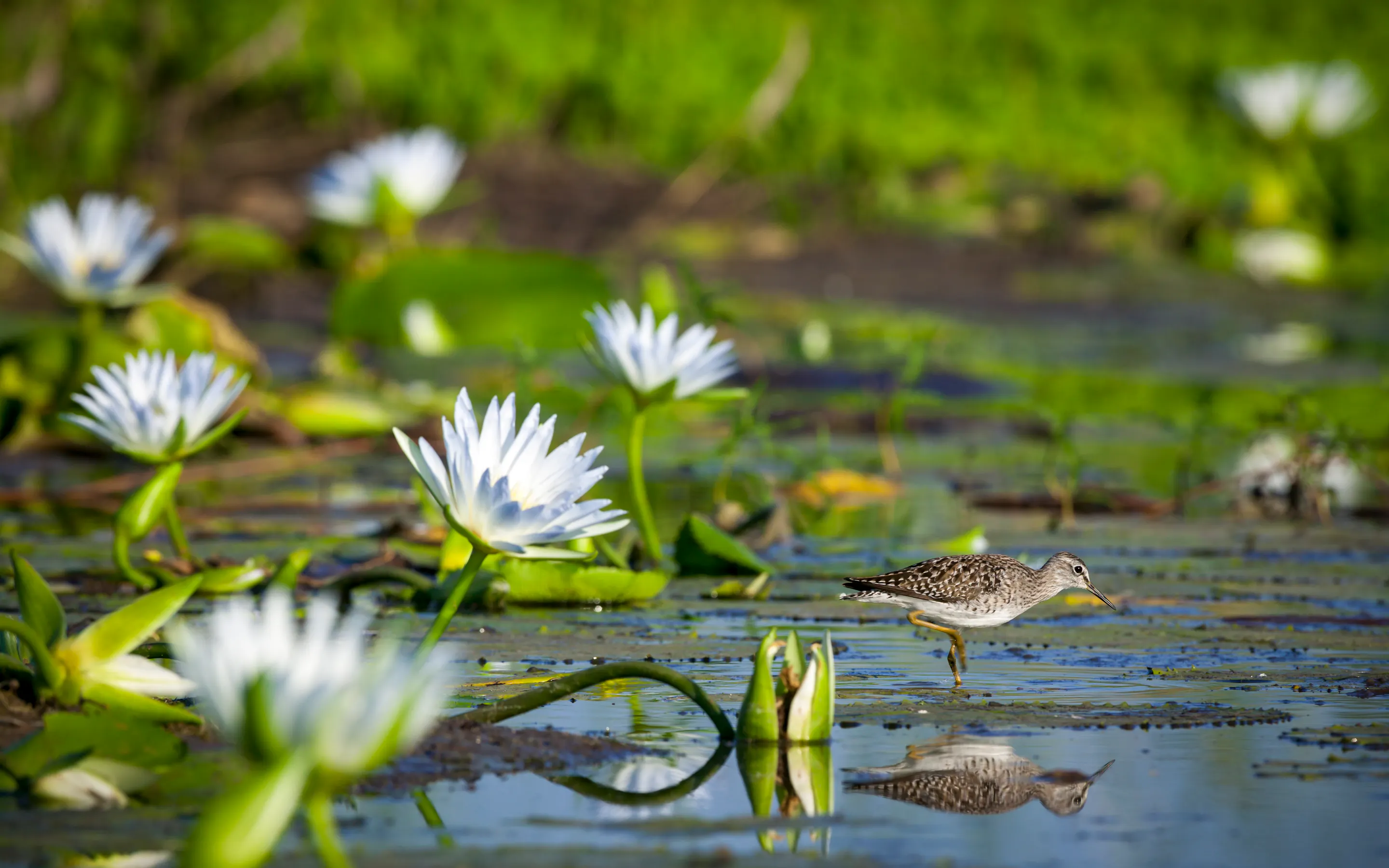 White water lilies bloom on the surface of a dark green lily pond in Botswana's Tuli Block.