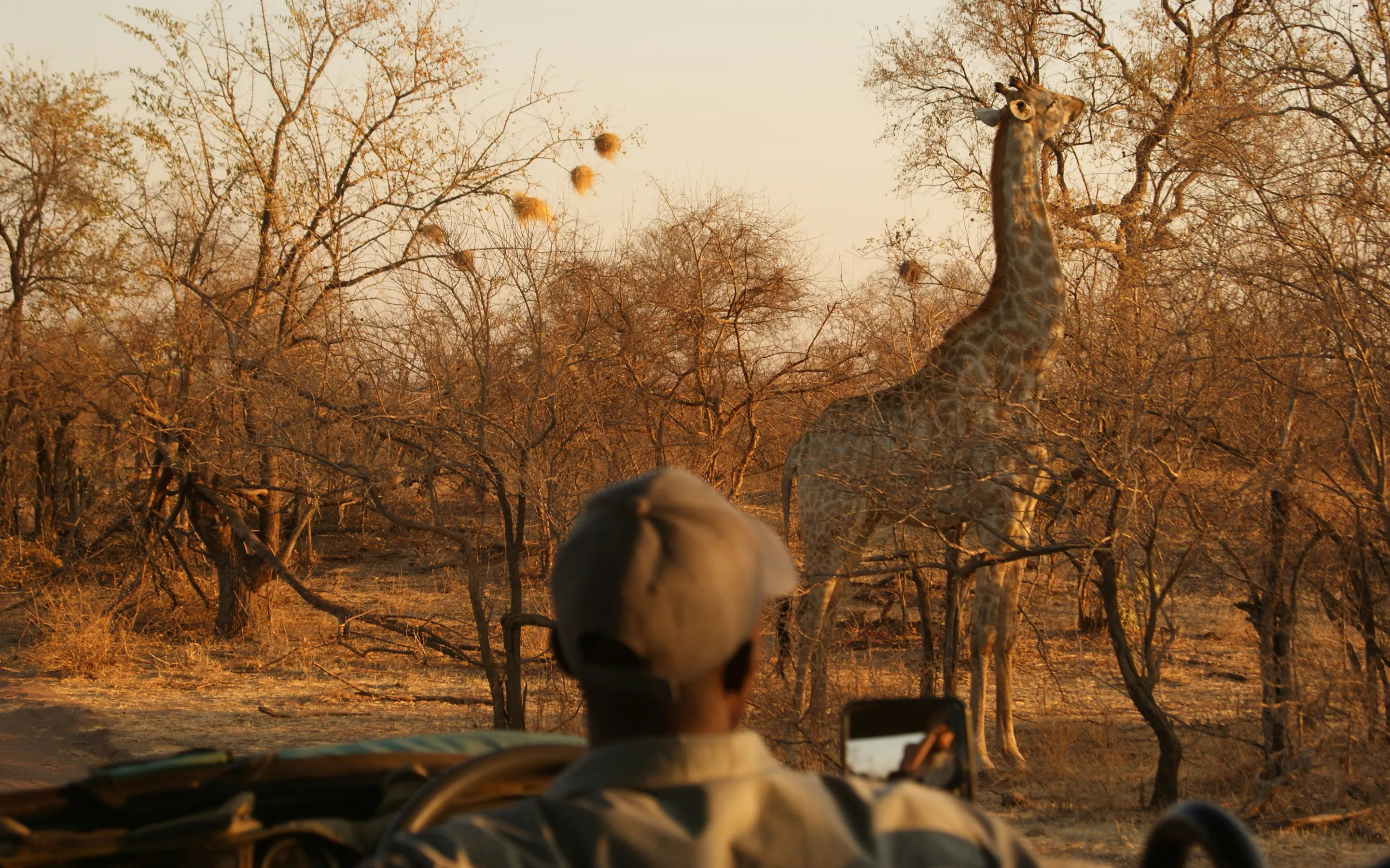 A lone giraffe walks through a dry sandy landscape with bare winter trees in Zimbabwe.