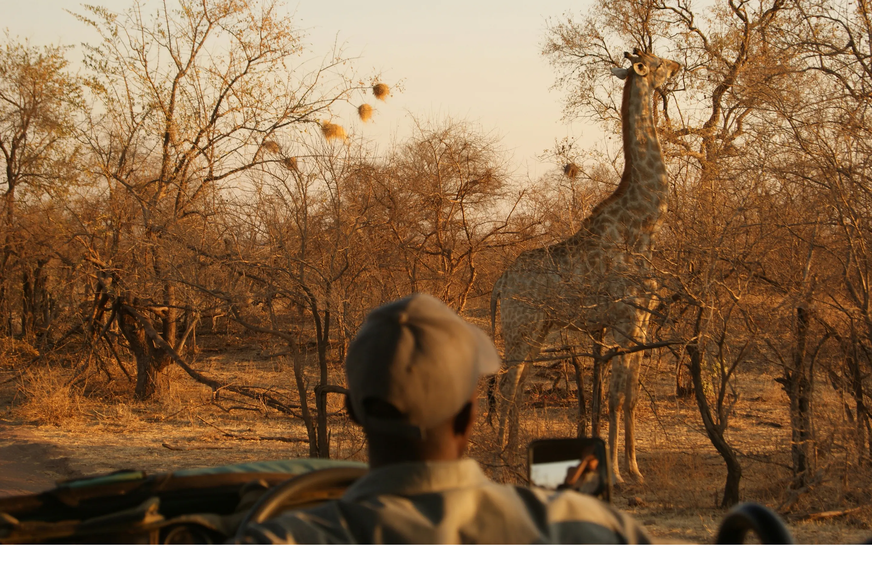 A lone giraffe walks through a dry sandy landscape with bare winter trees in Zimbabwe.