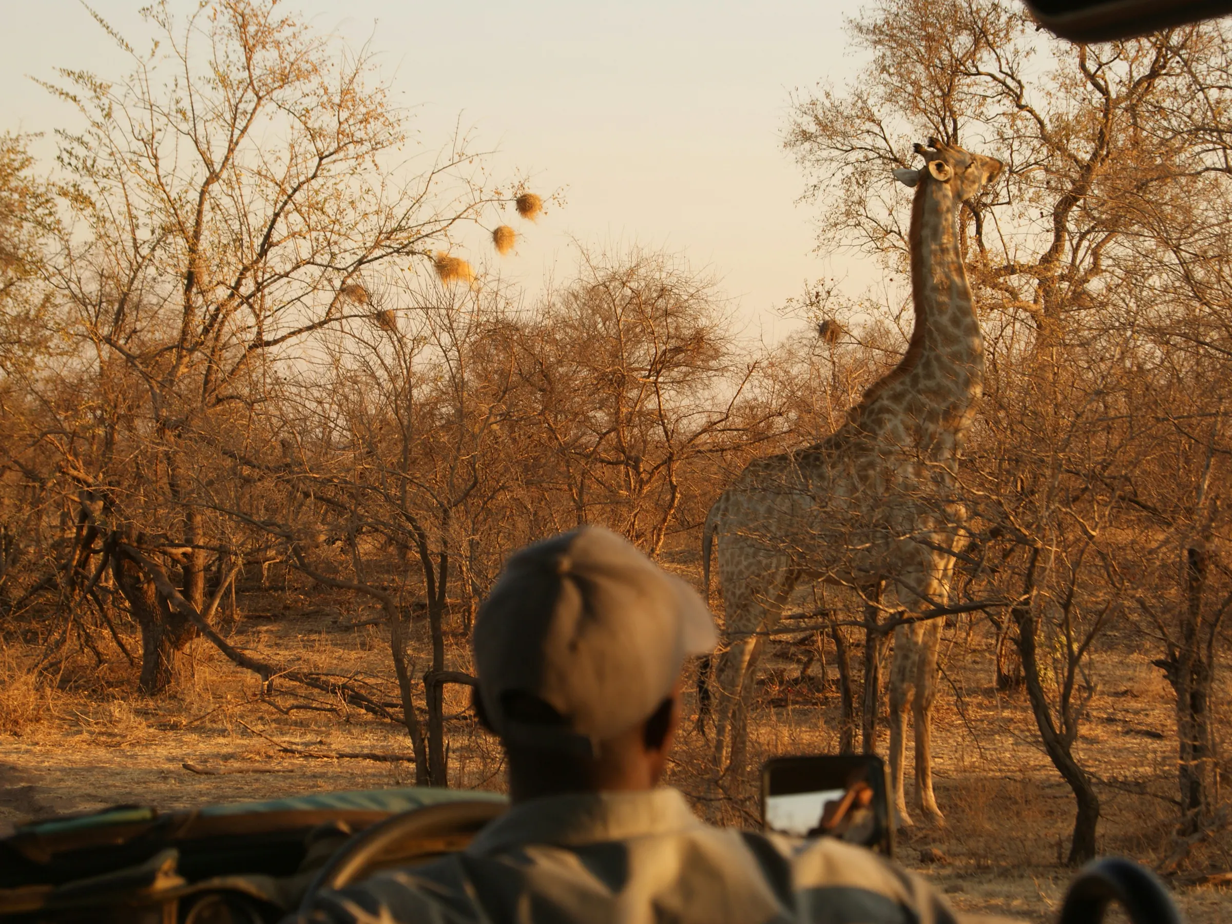 A lone giraffe walks through a dry sandy landscape with bare winter trees in Zimbabwe.